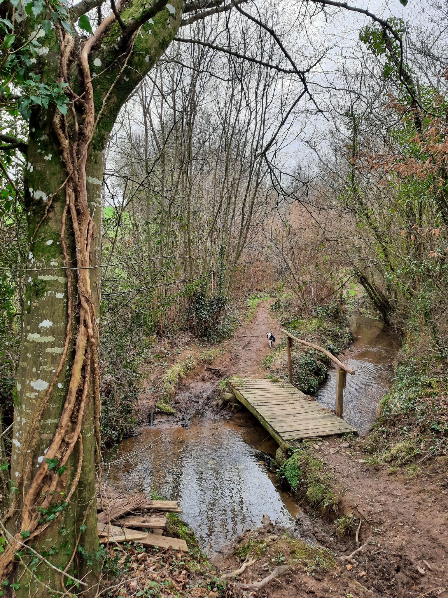 magnifique ce sentier !