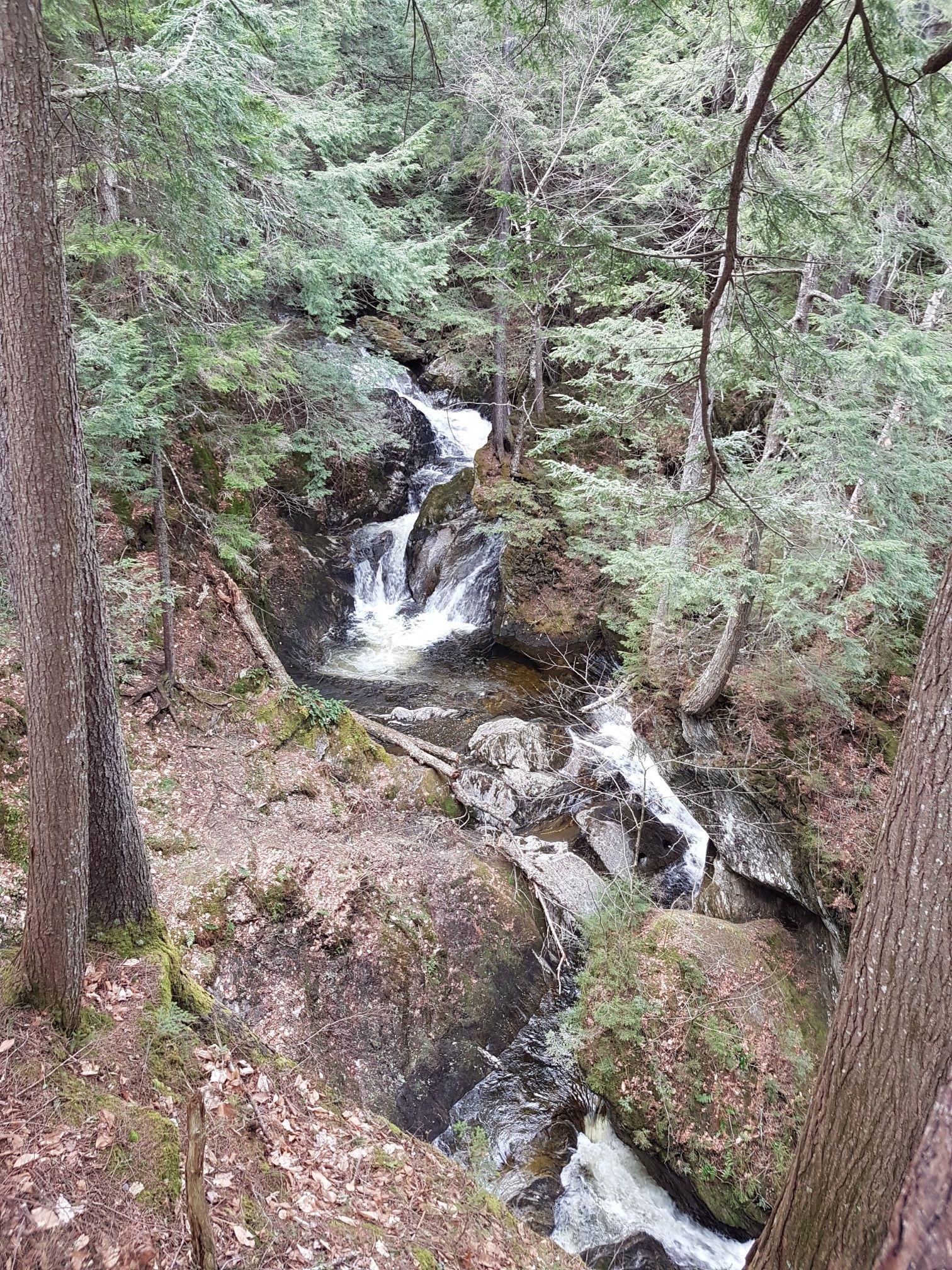 Cascading waterfall in a dense evergreen forest with dappled sunlight. - Upper Gorge and Papa's Trail Loop