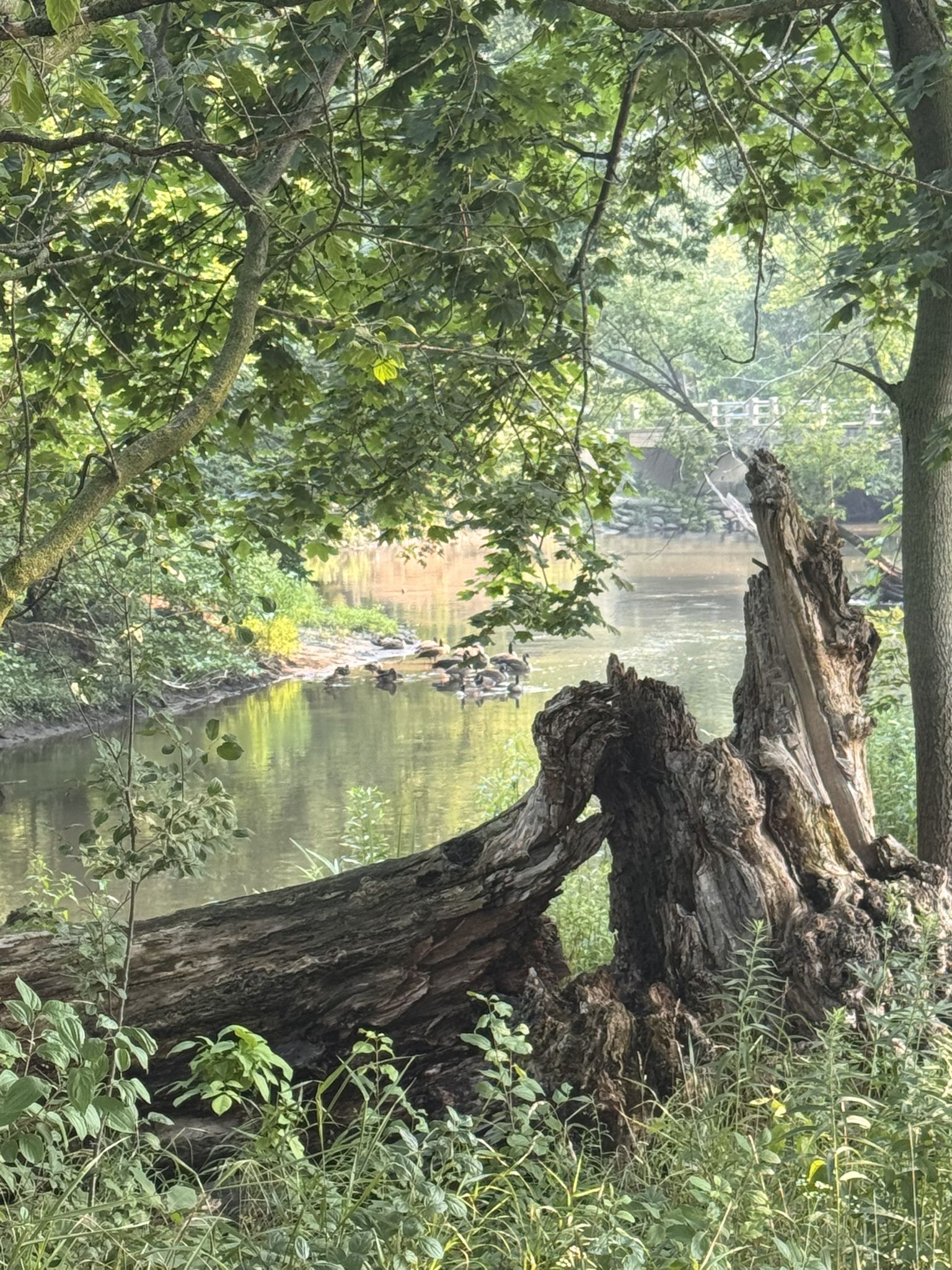 A large fallen tree trunk rests by a river, surrounded by lush foliage. - North Branch Green Spur