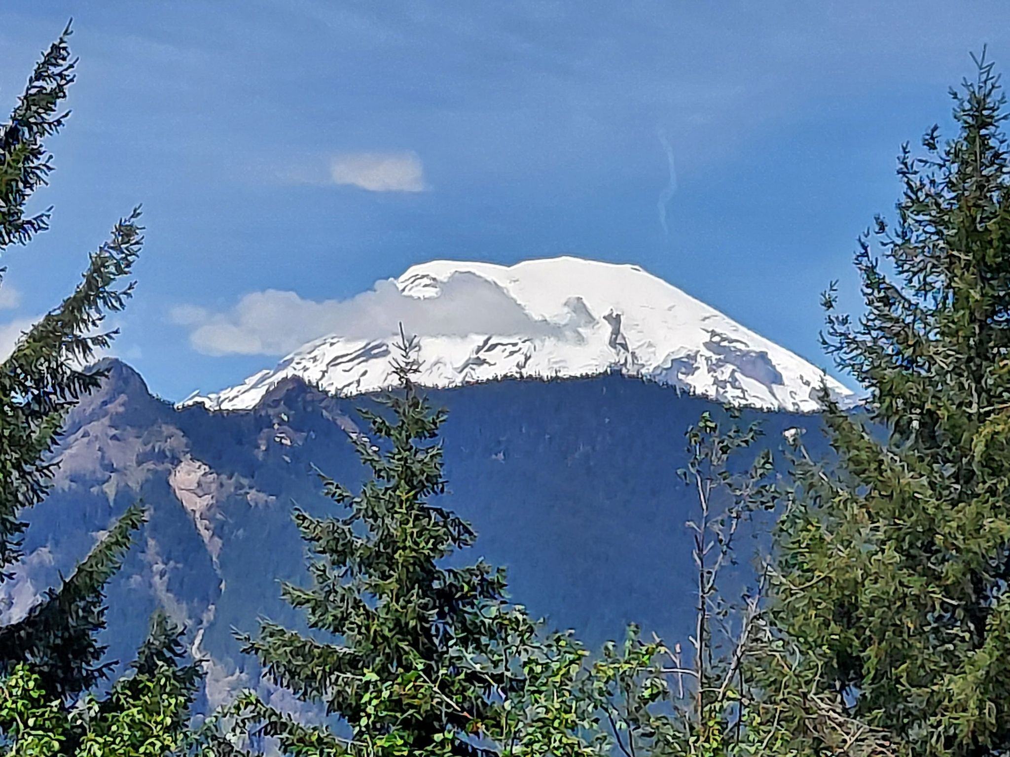 Snow-capped mountain peak under blue sky, framed by green trees. - Packwood Lake Loop – Gifford Pinchot National Forest