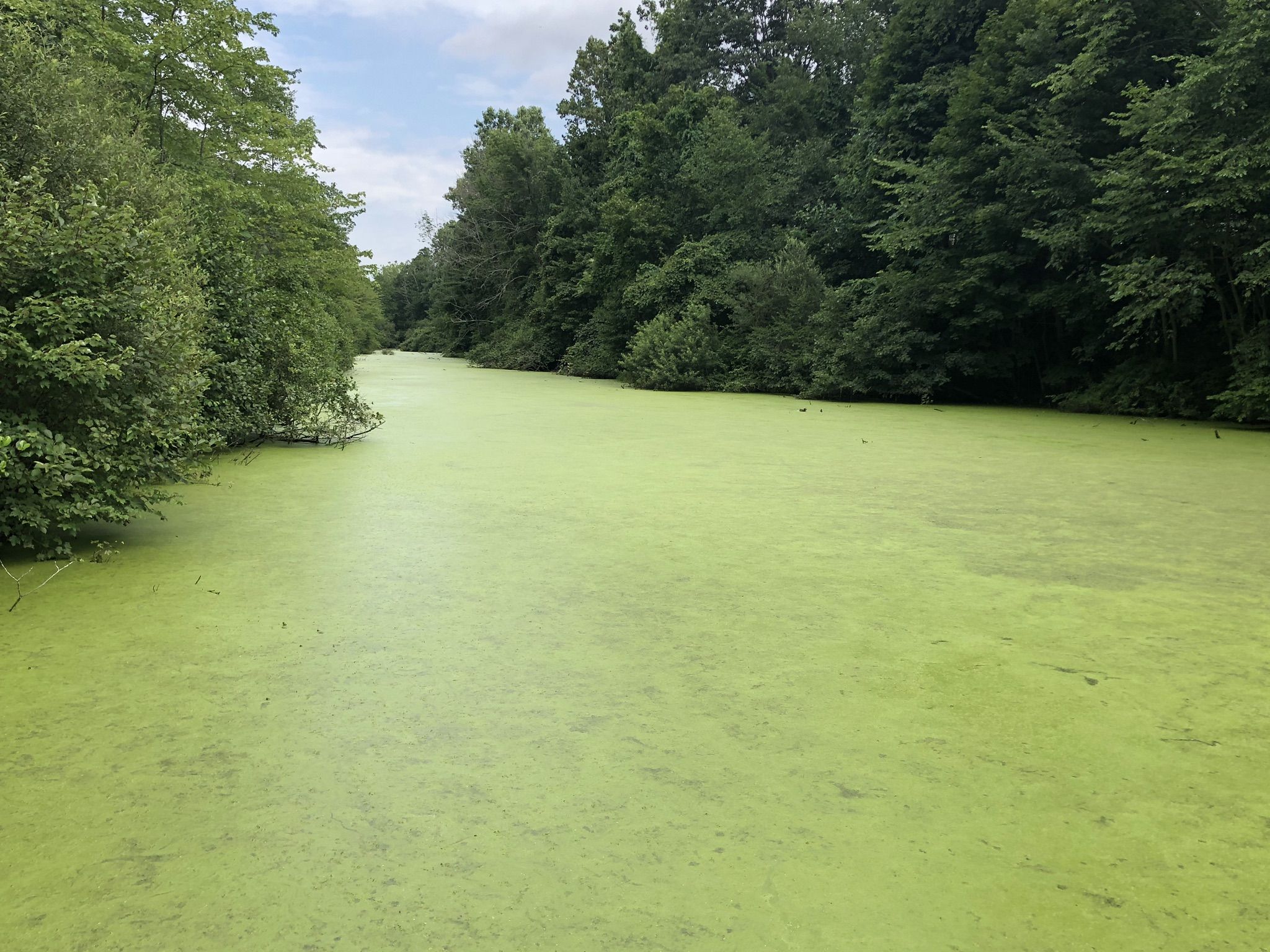 A calm waterway completely covered in bright green algae, flanked by dense trees. - Lock Keeper's House loop from Pexto Field