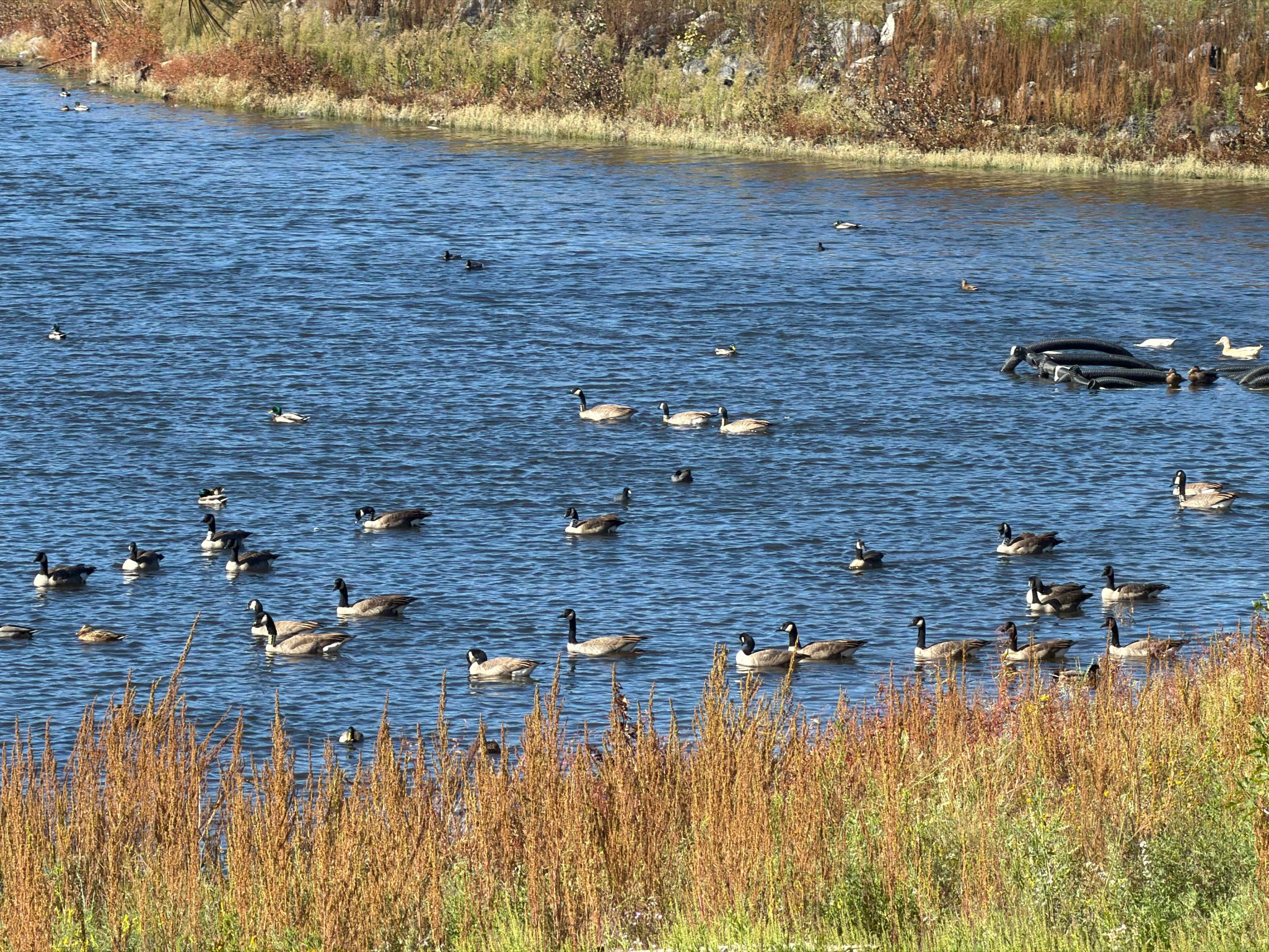die Gaense und Enten scheint es nicht zu stoeren