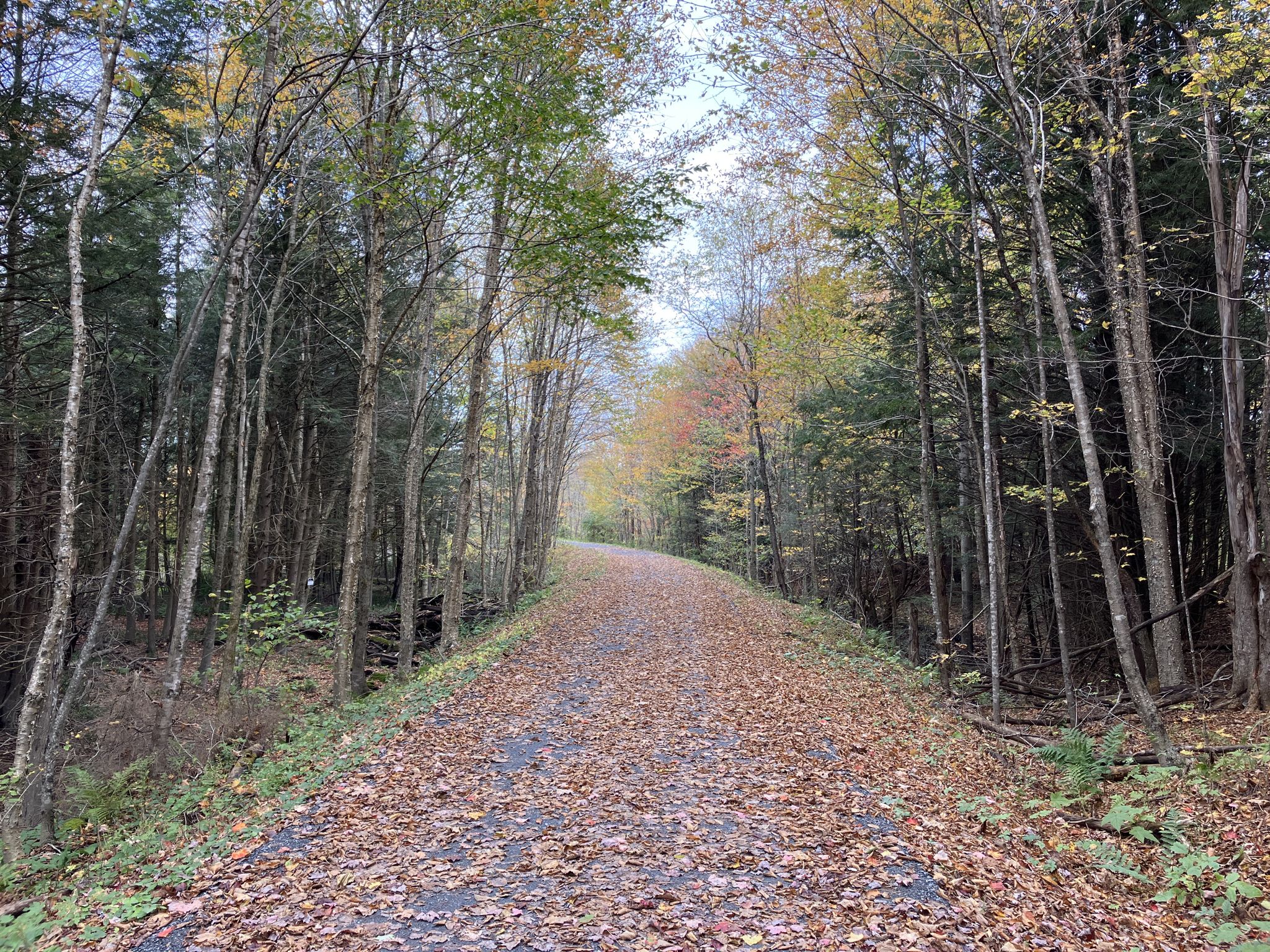 A forest path covered in fallen autumn leaves, surrounded by tall trees. - Old Railroad Bridge – Dog’s Head Falls loop from Morristown