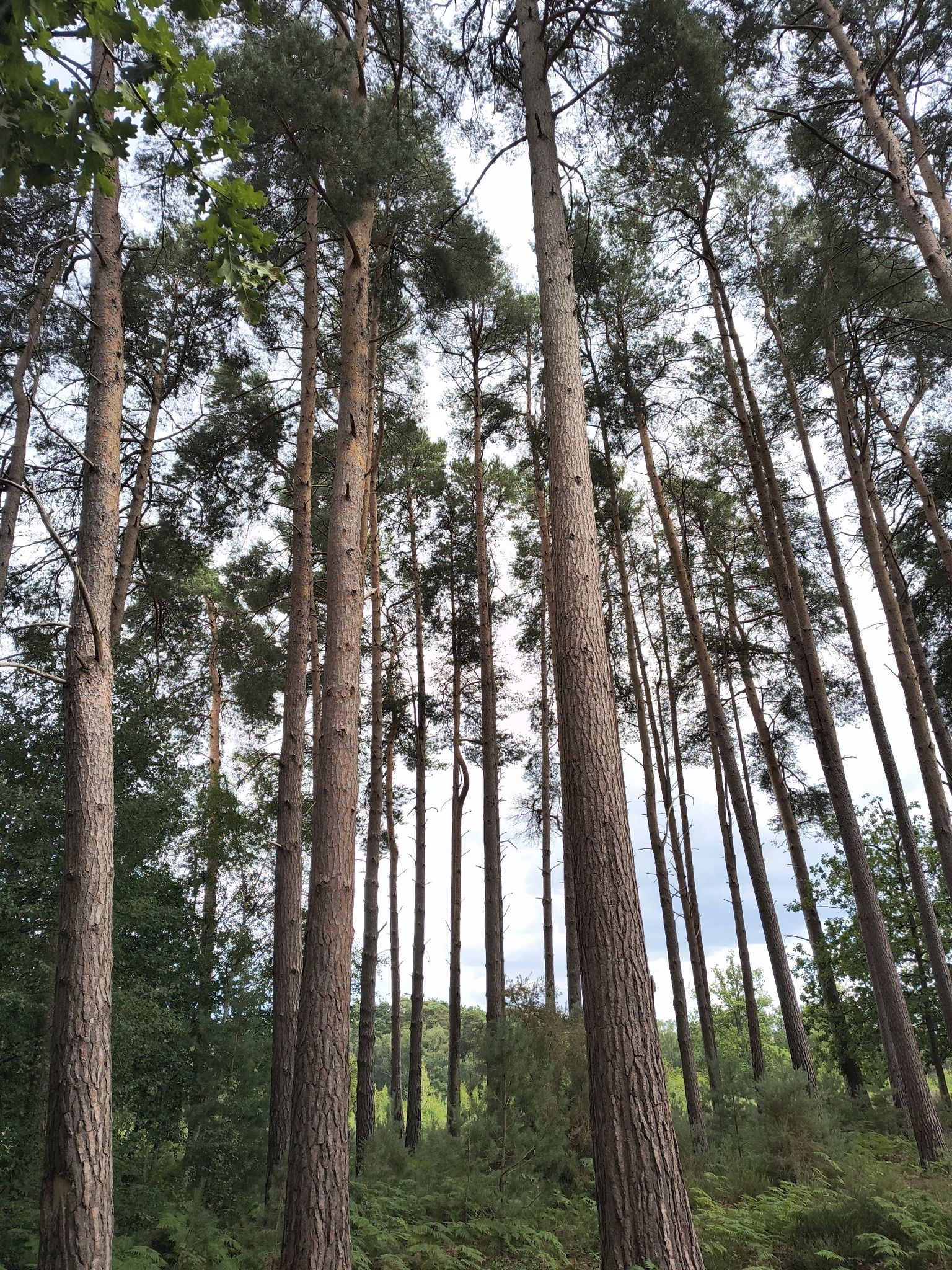 Tall trees