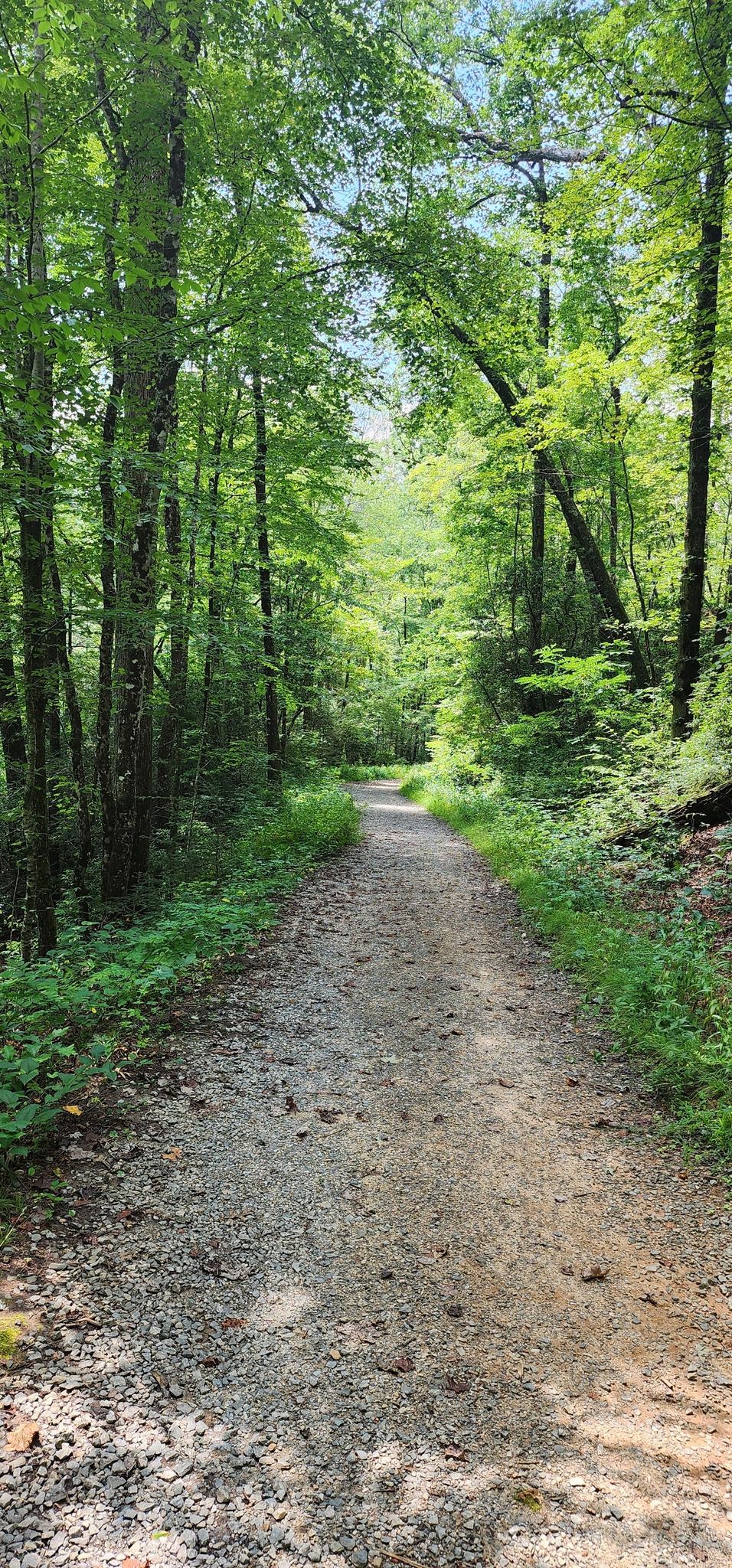 Gravel path winding through a sun-dappled, dense green forest. - Farlow Gap and Daniel Ridge Loop