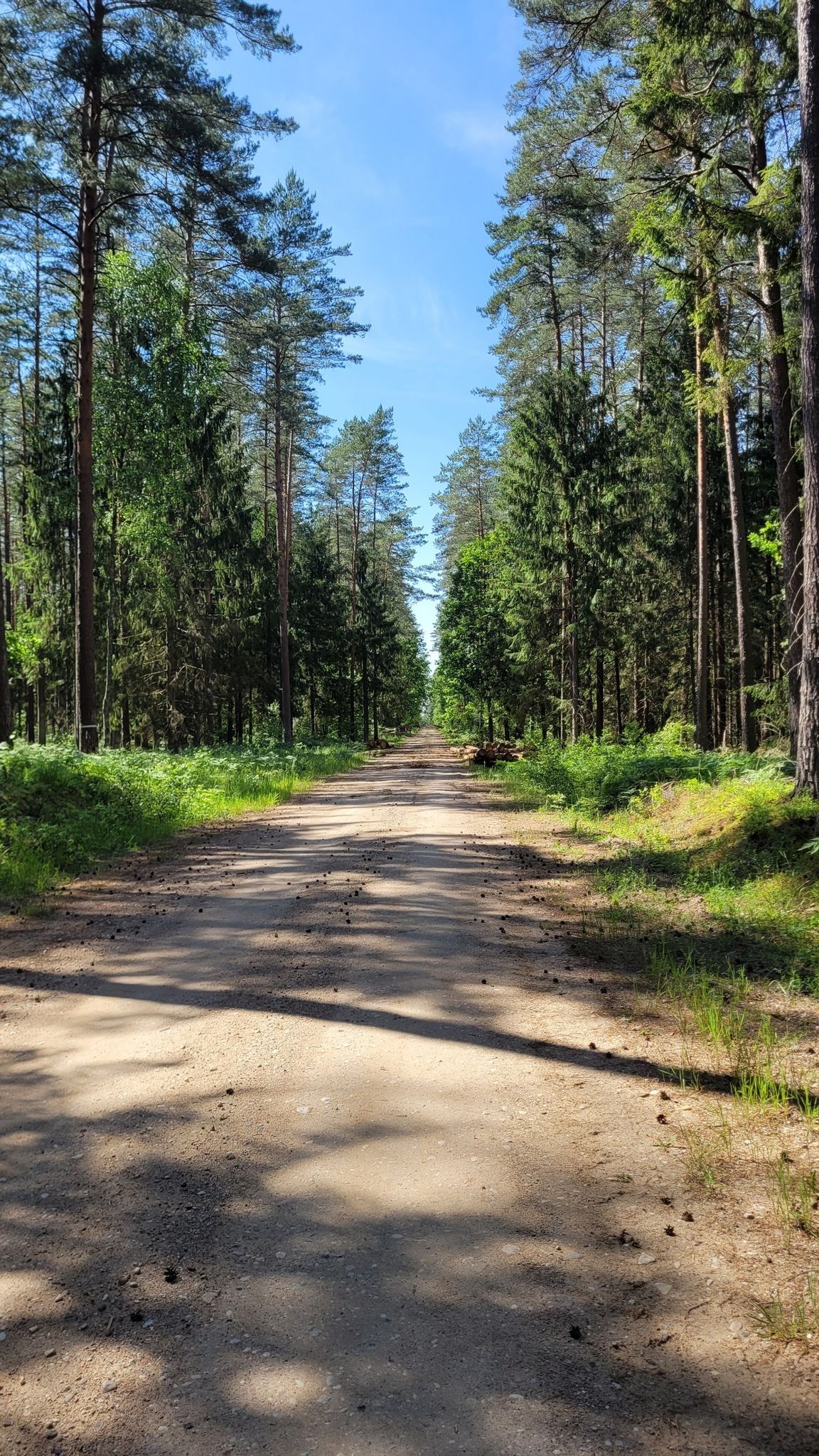 Idealna puszczańska "szutrostrada", kilkukilometrowy prosty odcinek.
