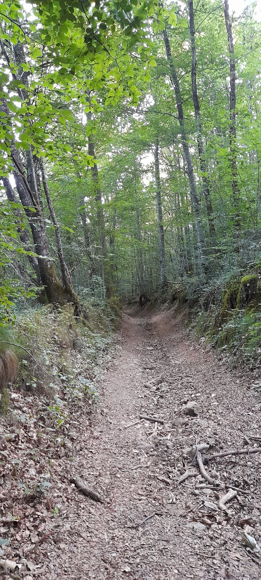 een eeuwen oude holle weg