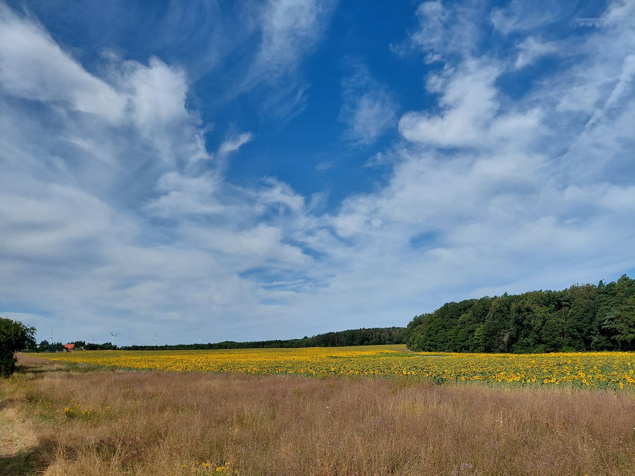 Sonnenblumen ohne Ende