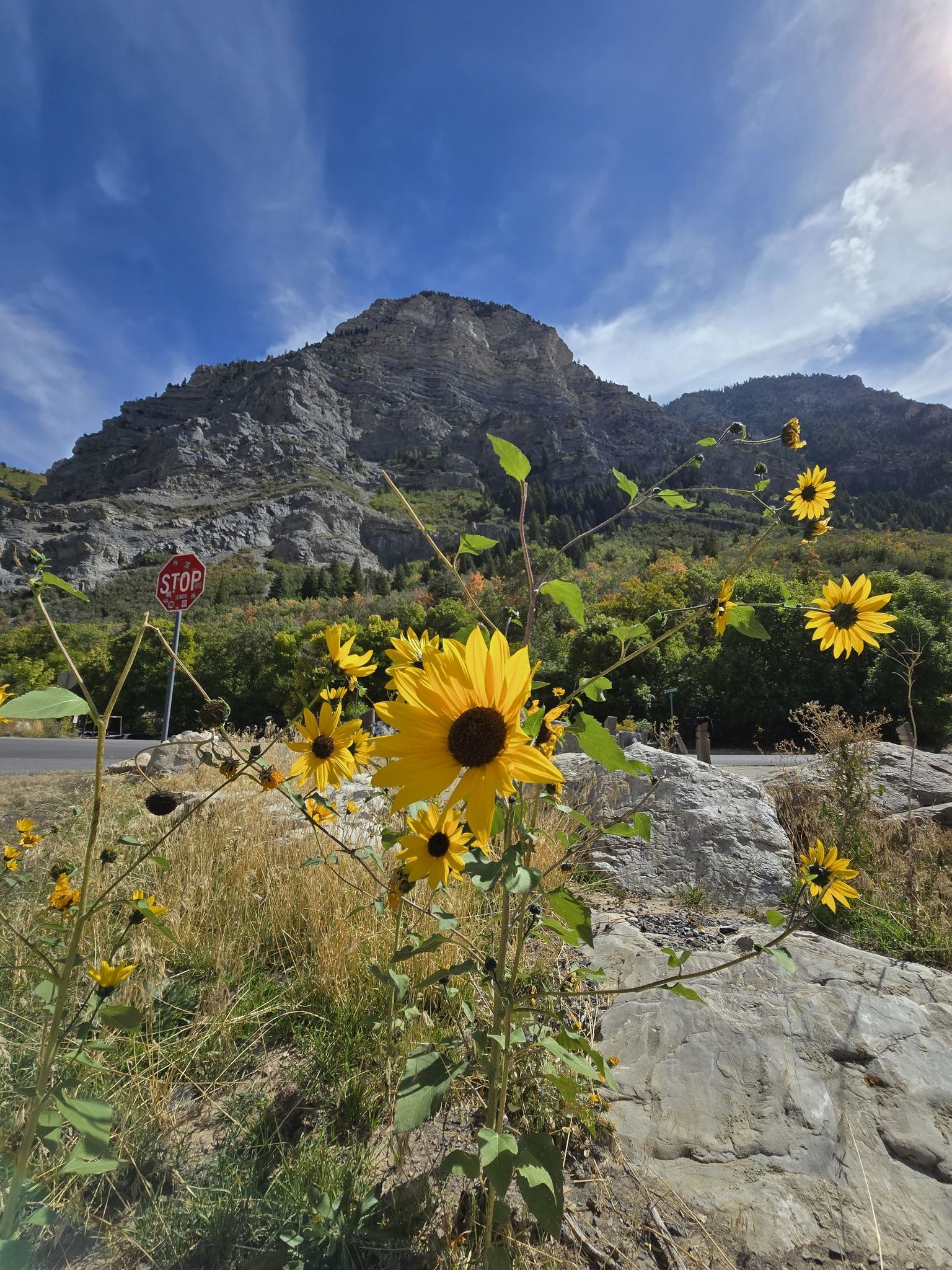 Bright yellow sunflowers in the foreground with a large mountain. - Provo River Parkway – Bridal Veil Falls loop from Provo Central