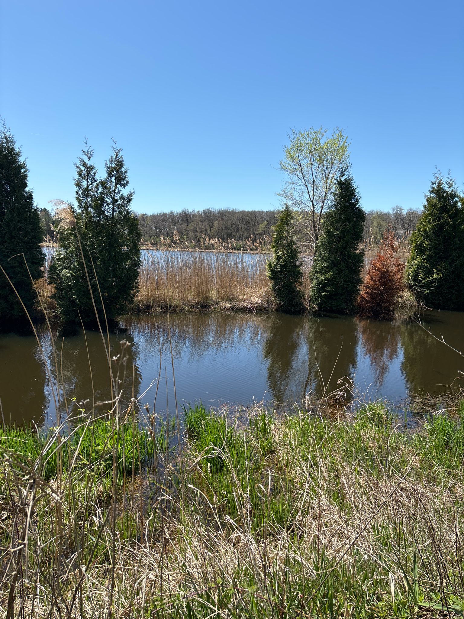 Sunny view of a pond surrounded by green trees and tall grass. - Kingsbury, Knox & North Judson loop from Wanatah