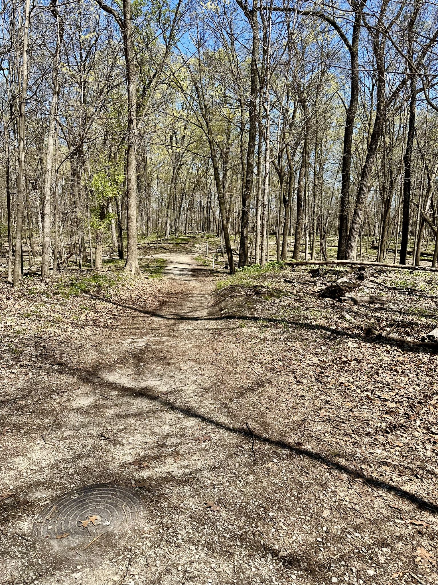 A sunlit dirt path winds through a forest of bare trees. - North Branch and North Shore Channel Trail Loop