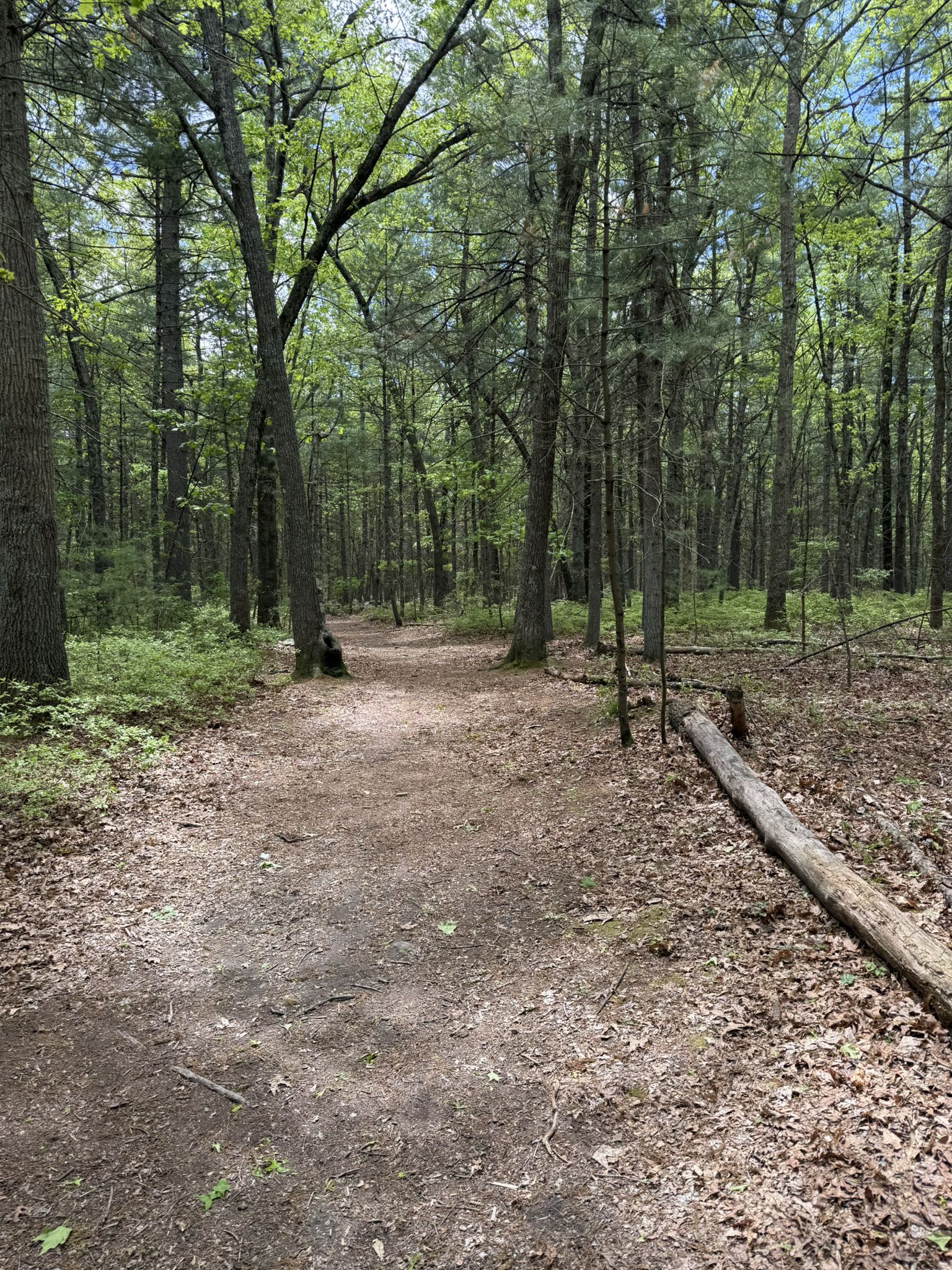 A forest path with a fallen log, surrounded by lush green trees. - Peninsula Trail