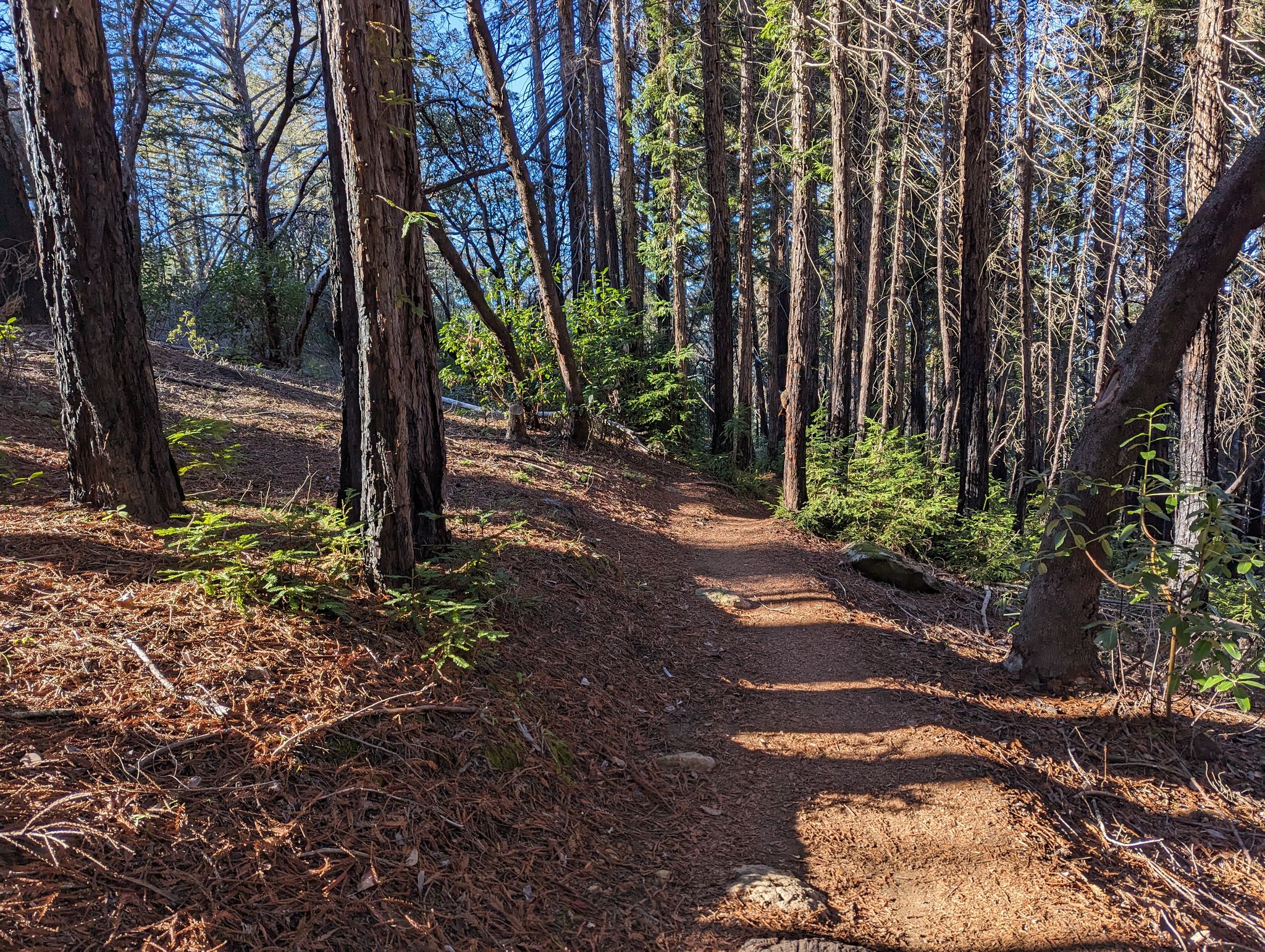Dirt path winding through a dense forest with tall trees and dappled sunlight. - Lawndale, Marsh, Pig Flat and Ridge Trail Loop