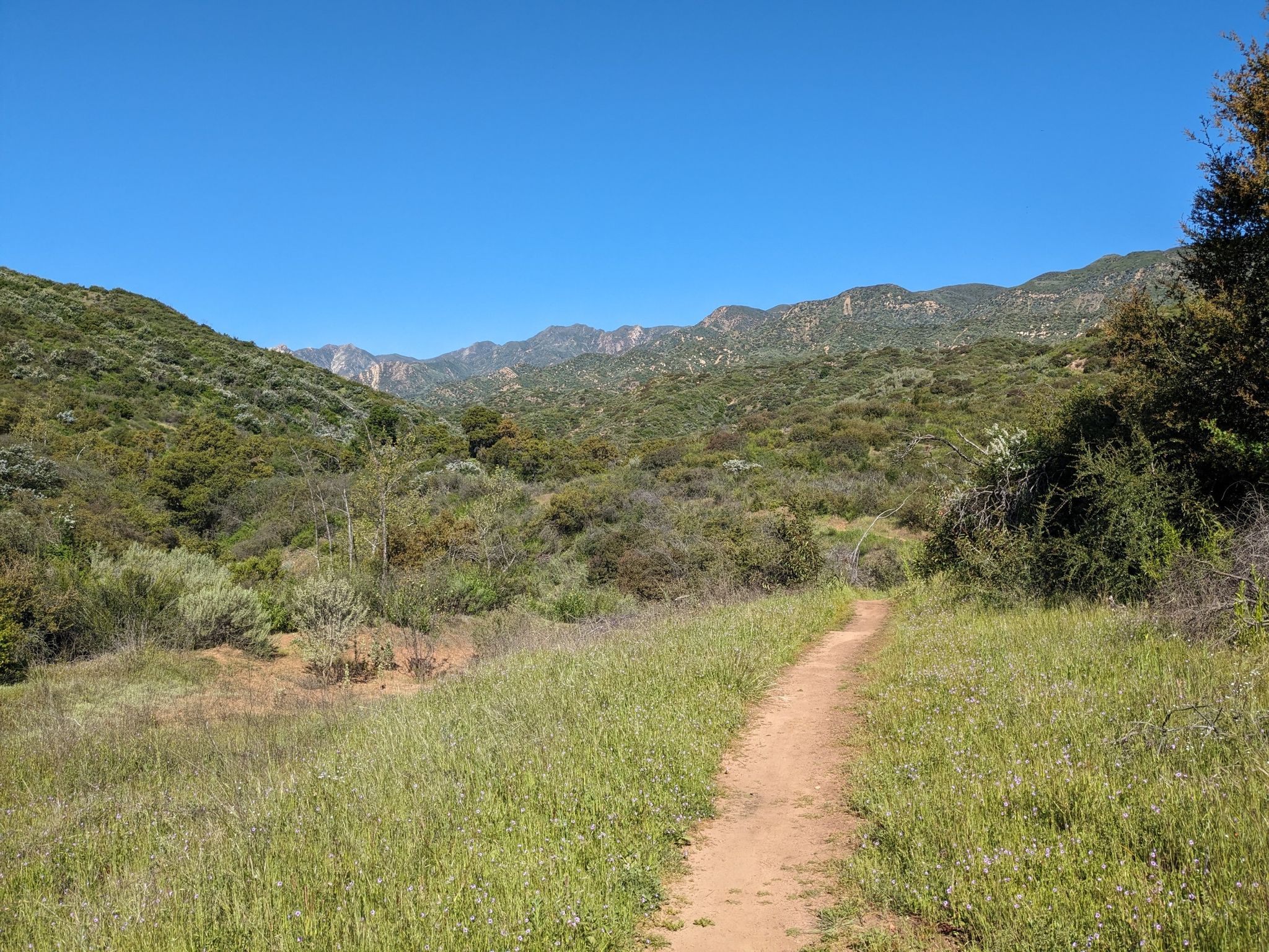 Narrow dirt path through a grassy valley, leading towards distant green mountains. - Ventura River – Chaparral Crest Trail loop from Meiners Oaks