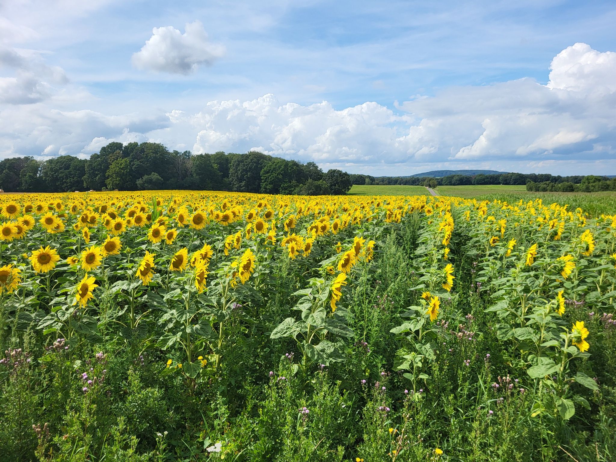 Sie schauen weg von DIE Sonne