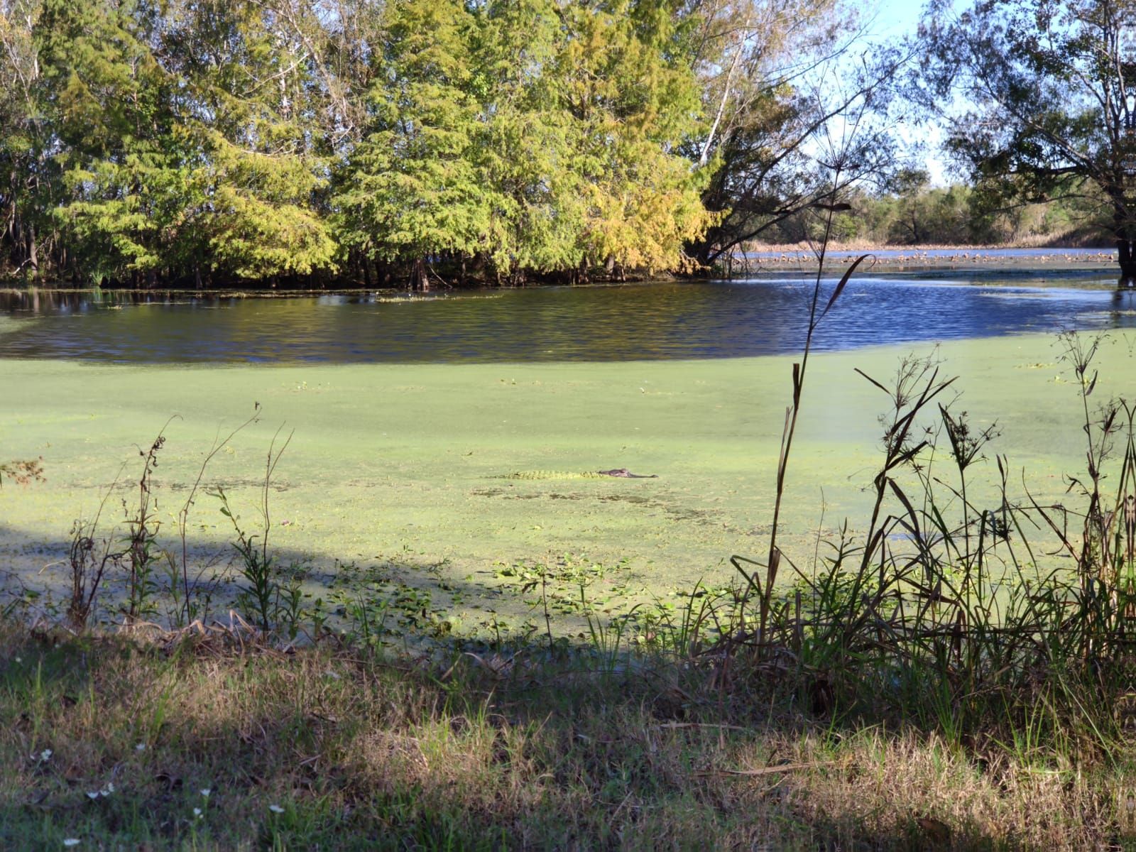 Sunny view of a pond with green algae and trees on the far bank. - Bluestem and Bayou Trail