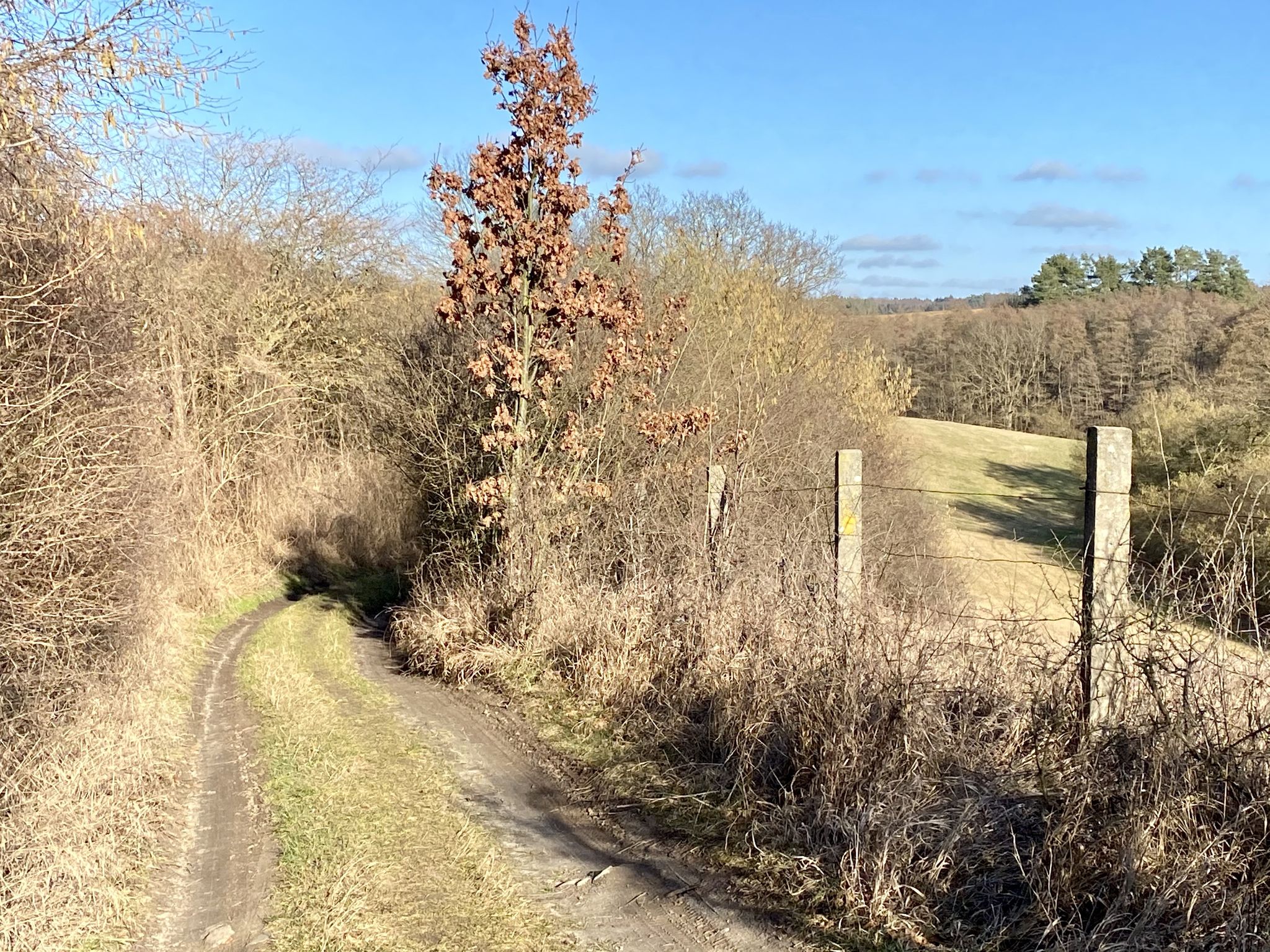 Schöner alter Weg von Forsthaus Zachow nach Zachow