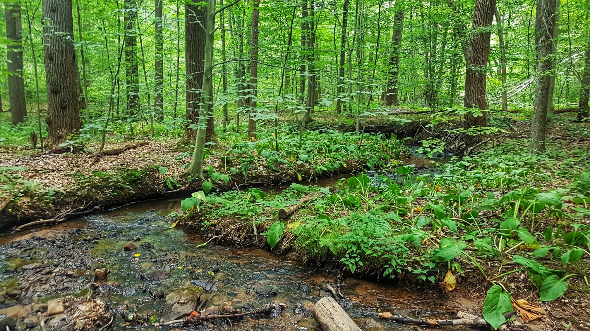 A shallow stream flows through a vibrant green forest under dappled sunlight. - Blue Trail Outer Loop