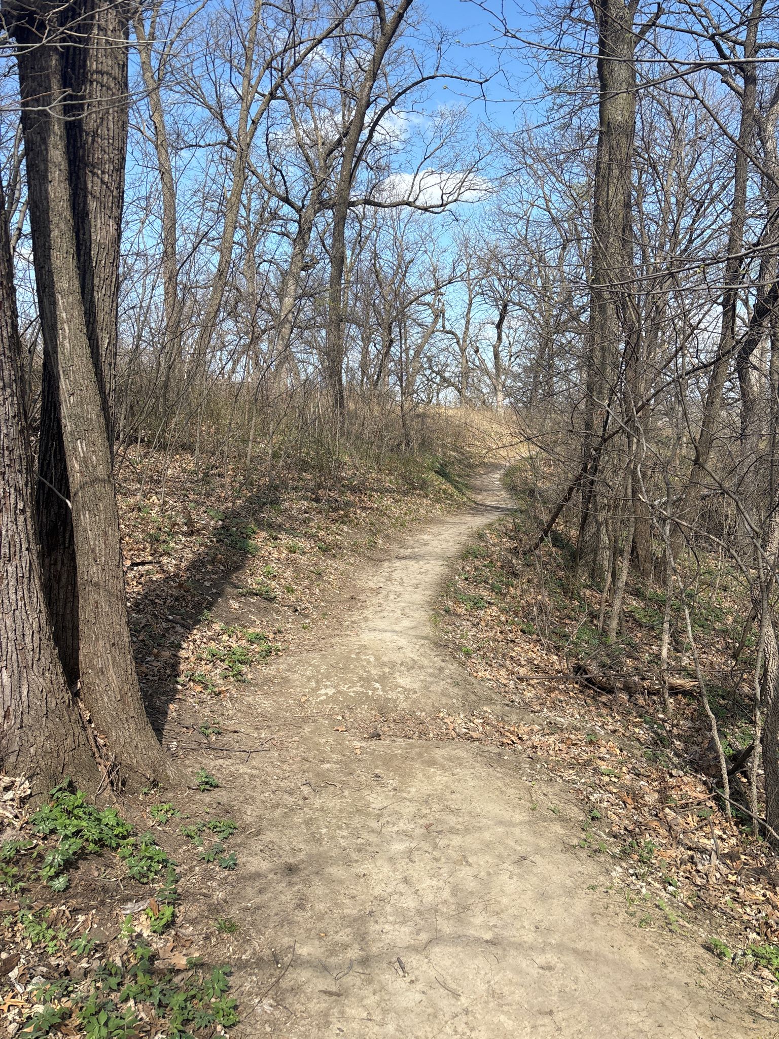A dirt path winds uphill through a forest of bare trees under a blue sky. - Ridge Trail