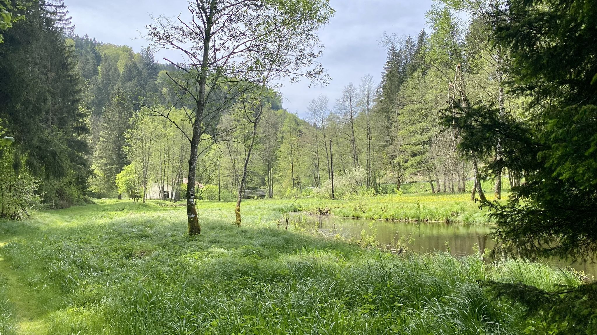 Wiesenweg im Naarntal