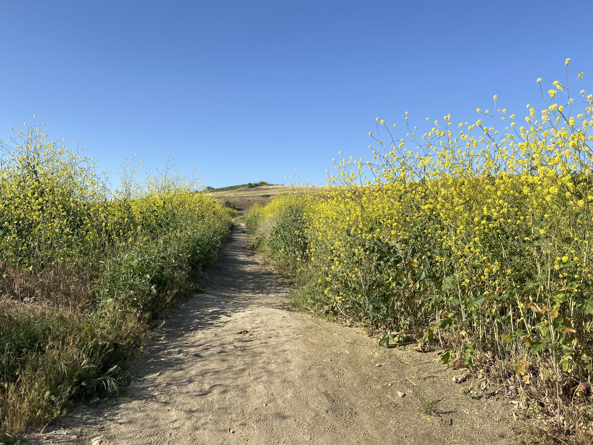 Dirt path through vibrant yellow wildflowers under a clear blue sky. - Quail Trail – Quail Trail loop from Quail Hill
