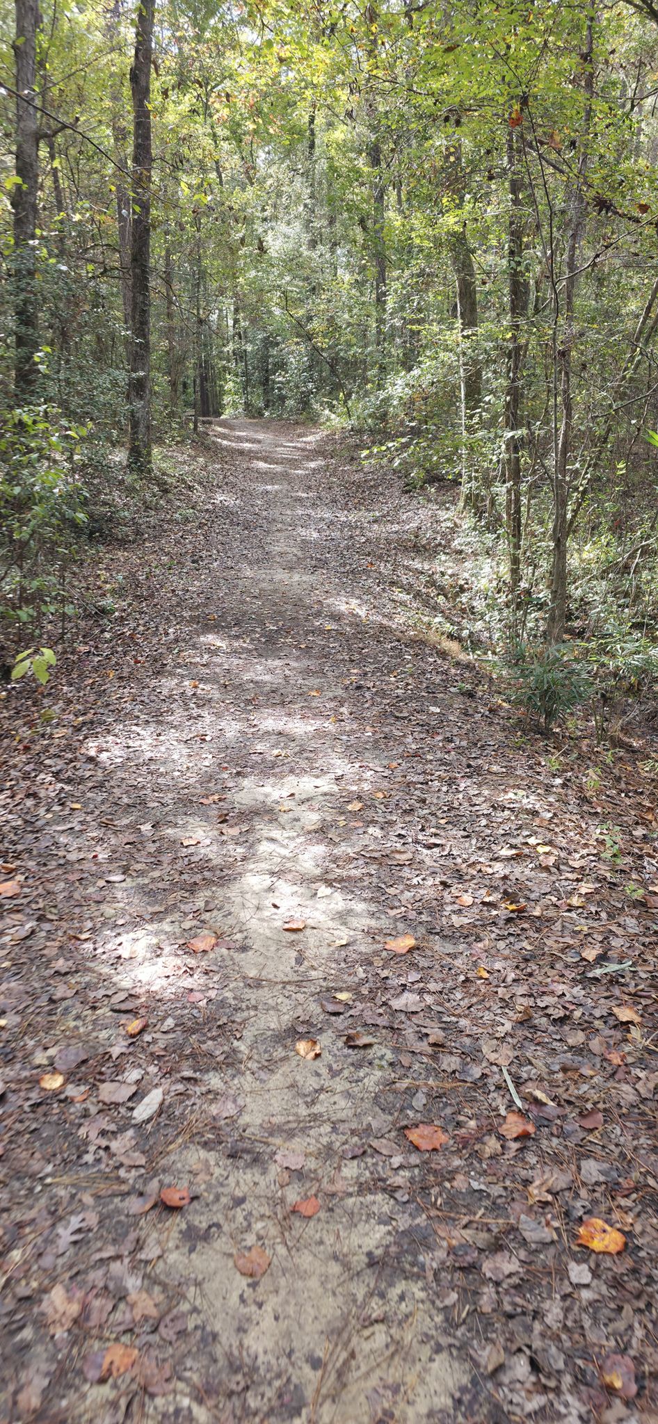 A leaf-covered dirt path leads into a sunlit, dense green forest. - Yellow and Blue Trail Loop
