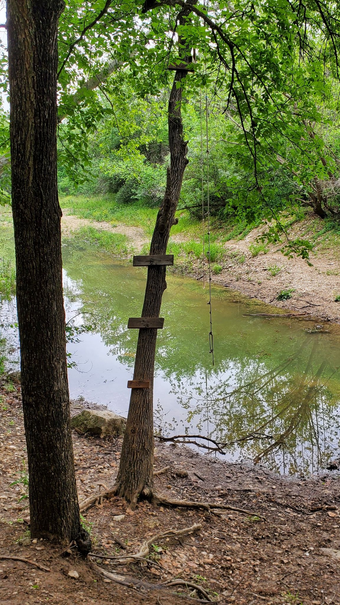 A tree with wooden steps and a rope swing by a calm, green river. - Violet Crown Trail: Zilker Trailhead to 360 Trailhead