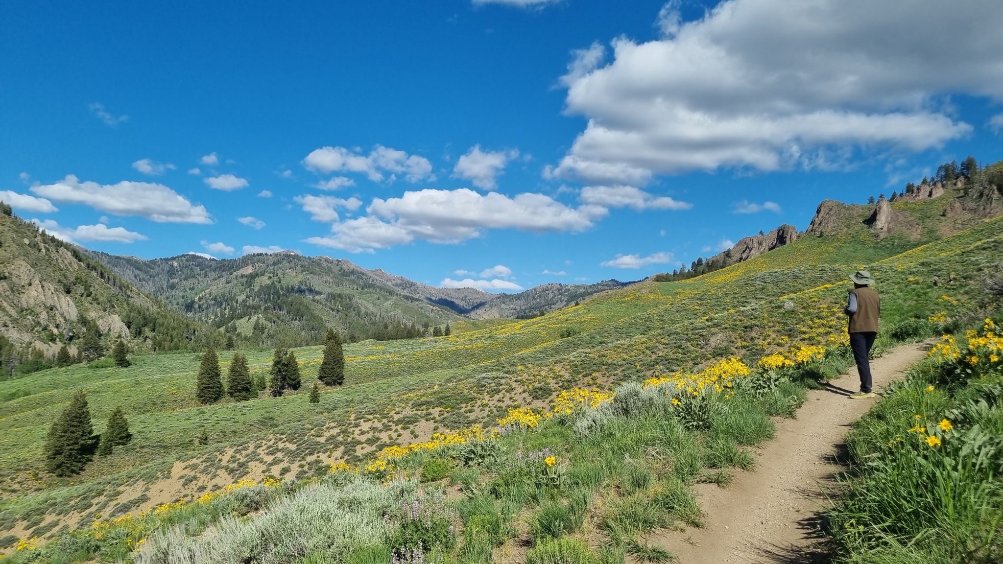 A person hikes a dirt path through a vast, sunny, wildflower-covered mountain landscape. - Lanes Trail Wildflower Meadow loop from Hemingway/Northwood Natural Area