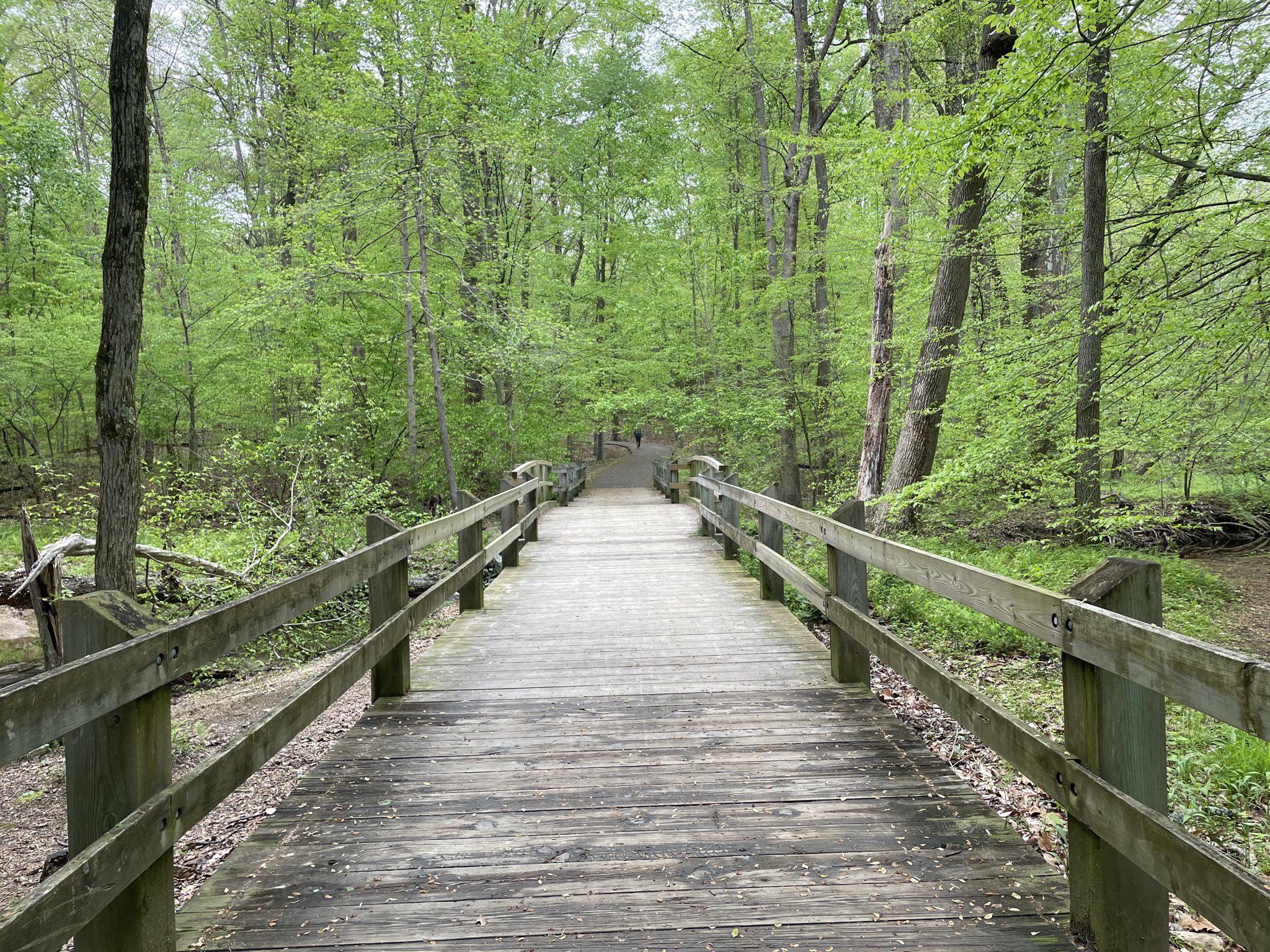 A long wooden bridge extends through a vibrant green forest. - Crowsfoot and Viper Loop Trail