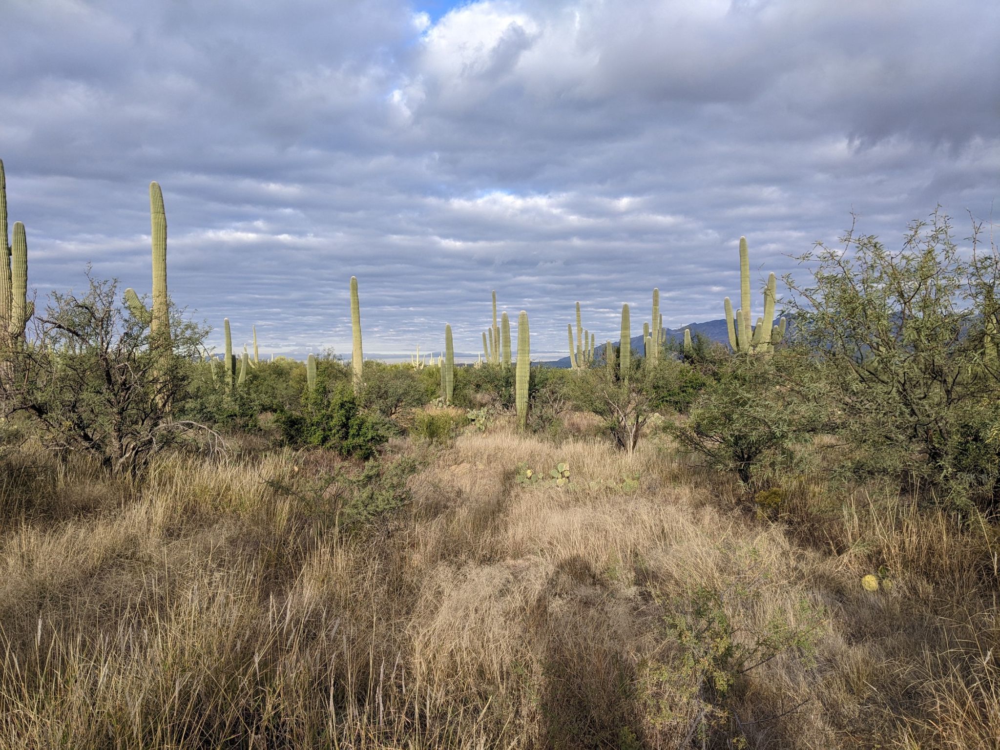 Desert scene with saguaro cacti, dry grass, and cloudy sky. - Douglas Spring, Converse, Garwood and Wildhorse Loop