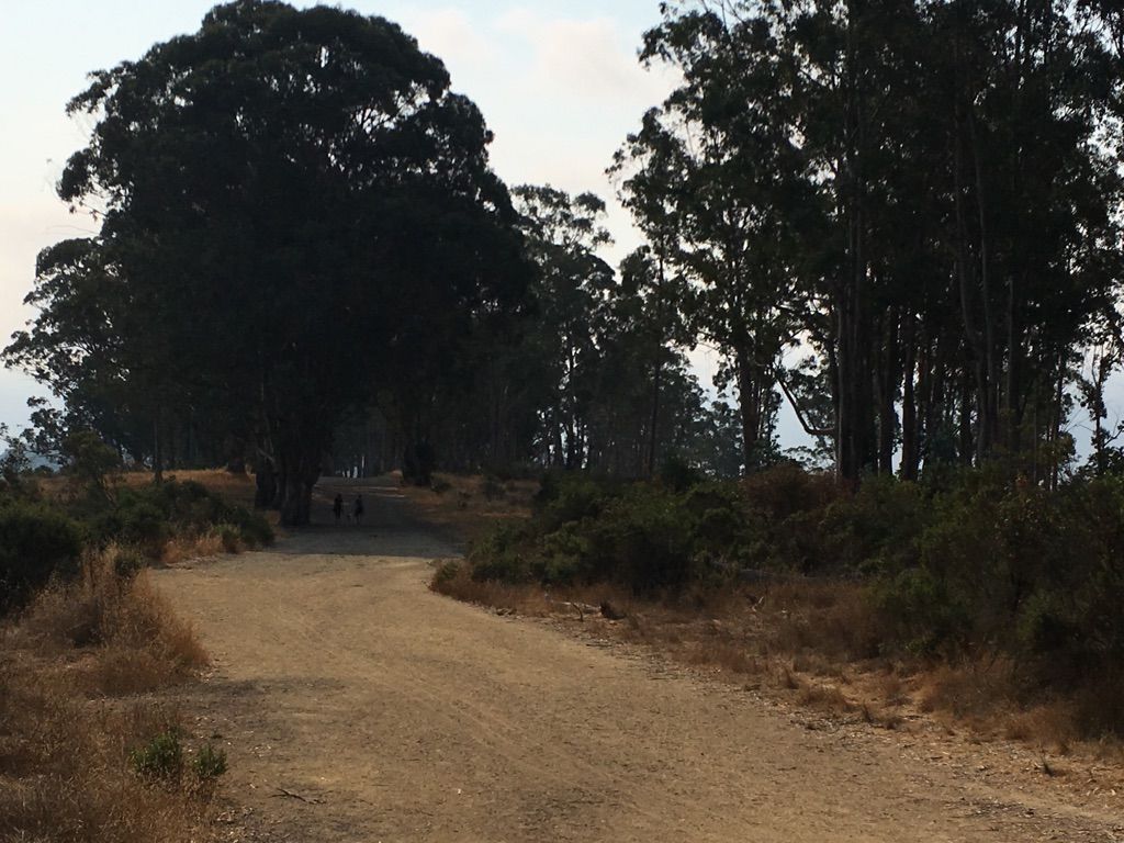 A dirt path leads through tall trees with distant figures walking. - Ridgewood Fire Road and Cemetery Fire Road Loop
