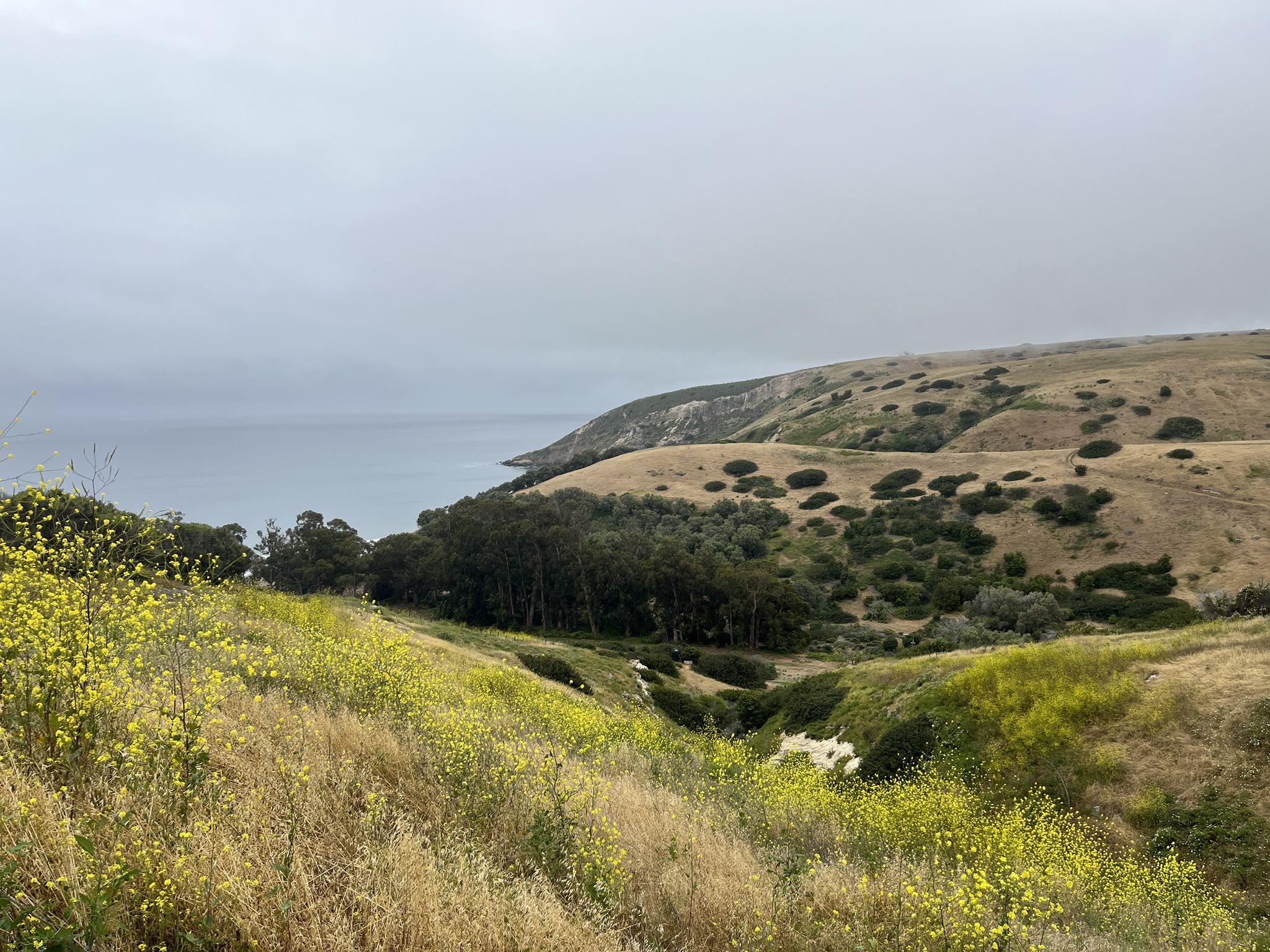 Overcast view of rolling hills with yellow wildflowers, trees, and ocean beyond. - Montañon Ridge Loop Trail