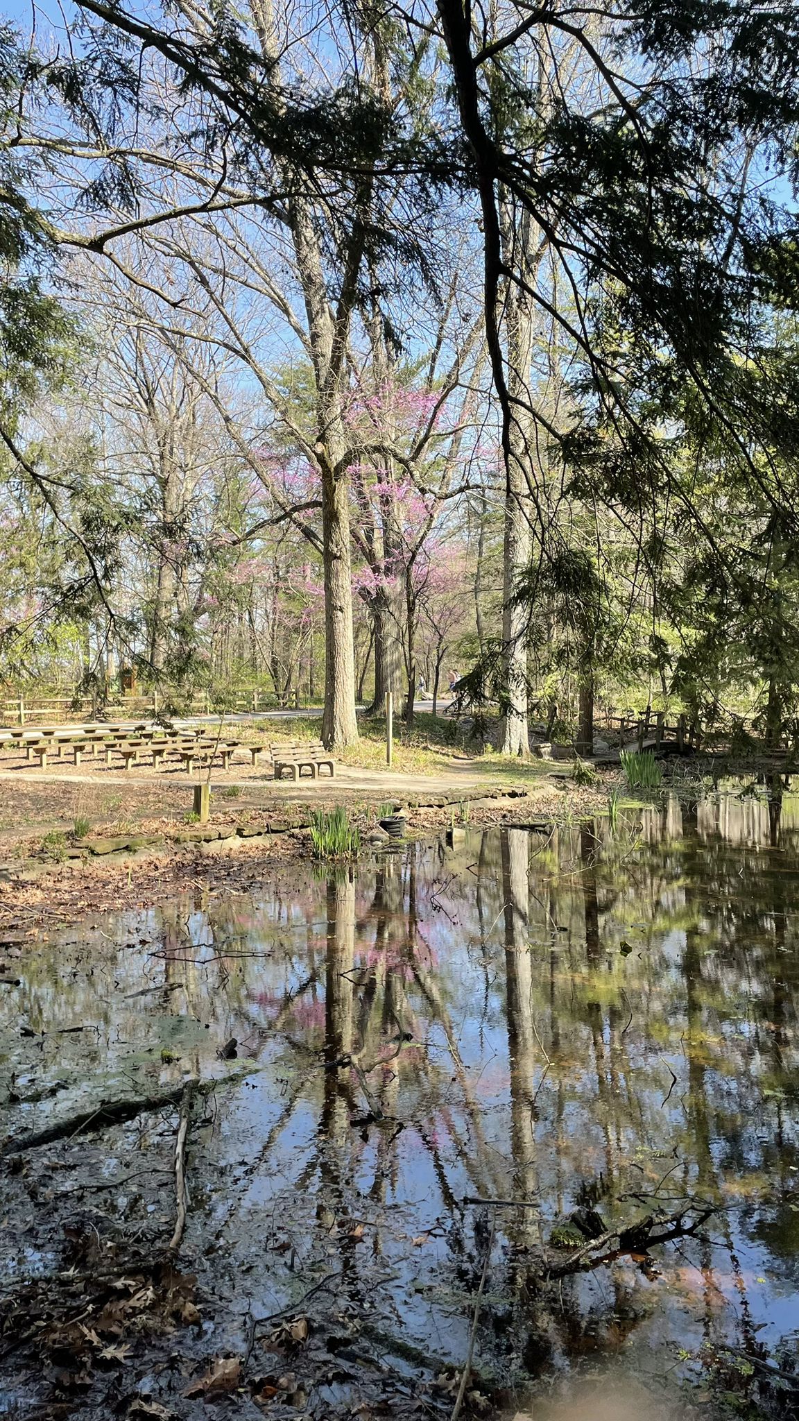 A pond reflects trees with pink blossoms and picnic tables in dappled sunlight. - Eagle Creek Red Trail