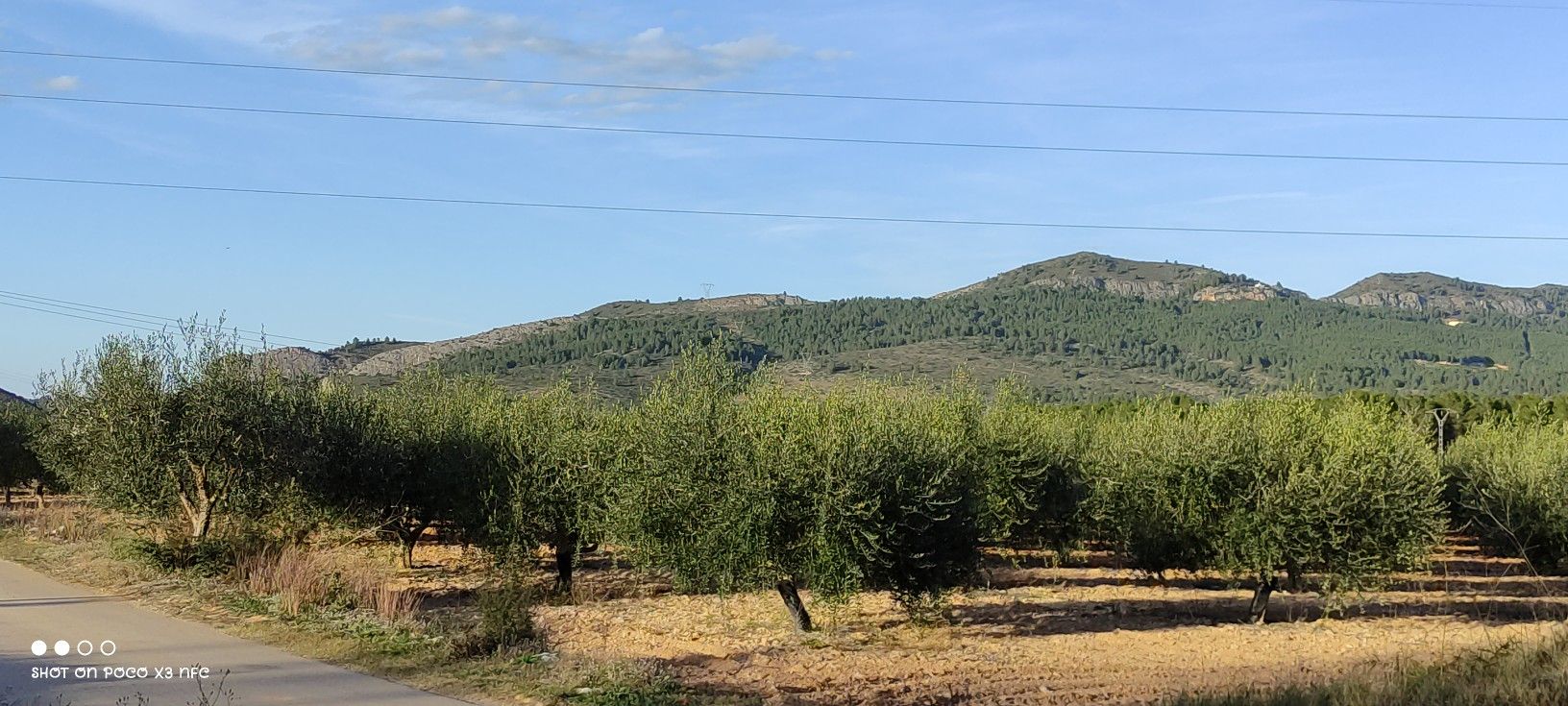 Oliven Plantage
