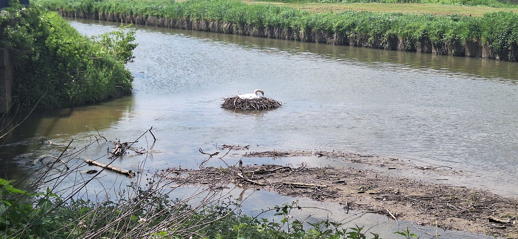 nid sur l'eau