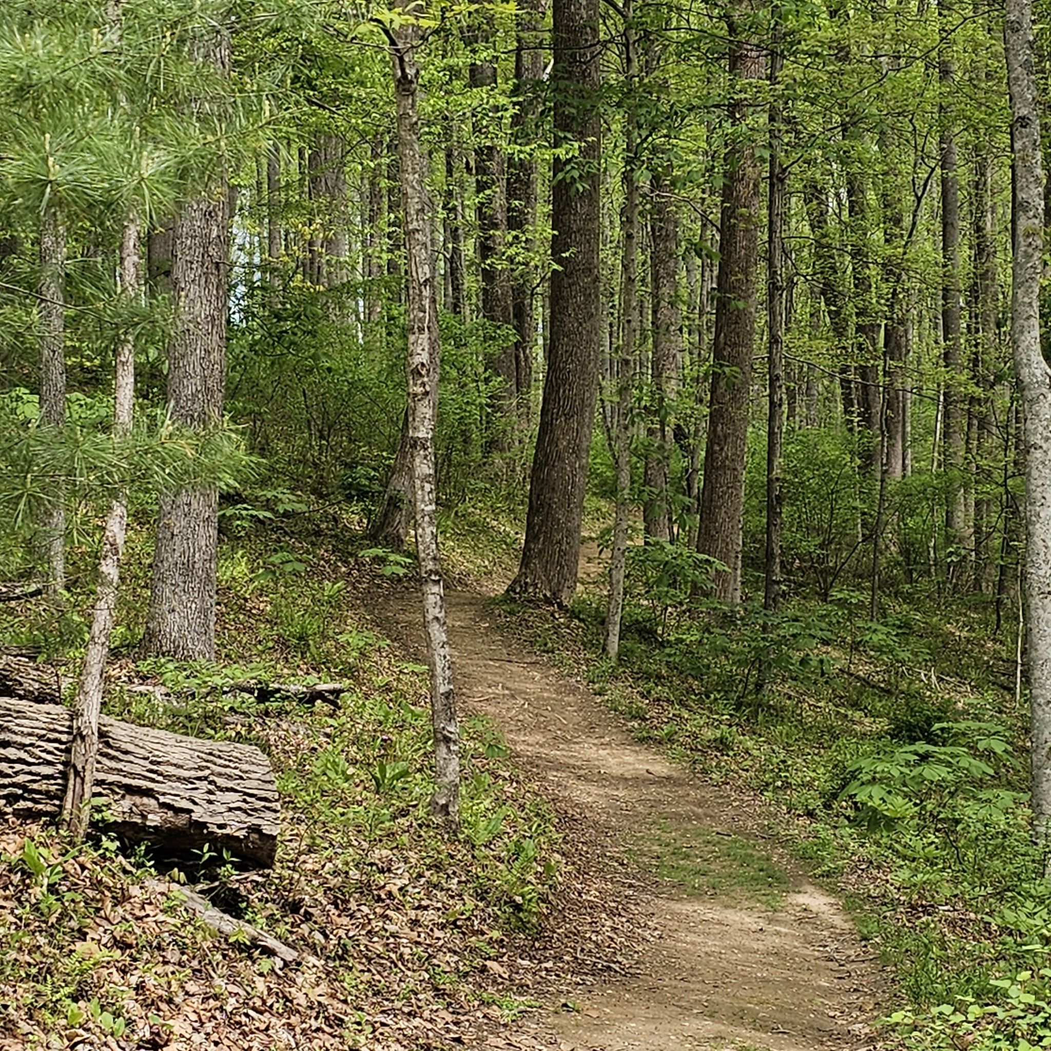 Dirt path winding through a lush green forest with dappled sunlight. - Claytor Lake Overlook loop from Claytor Lake State Park