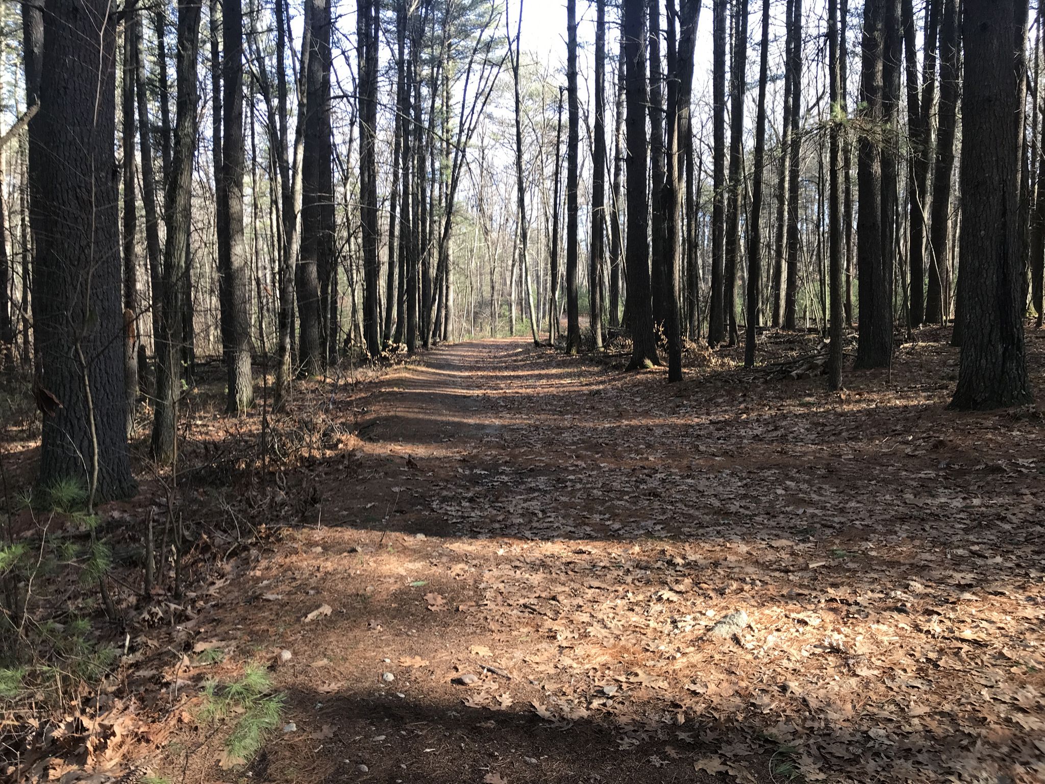 A sunlit forest path covered in fallen leaves, lined by tall trees. - Megley and Dan's Trail Loop