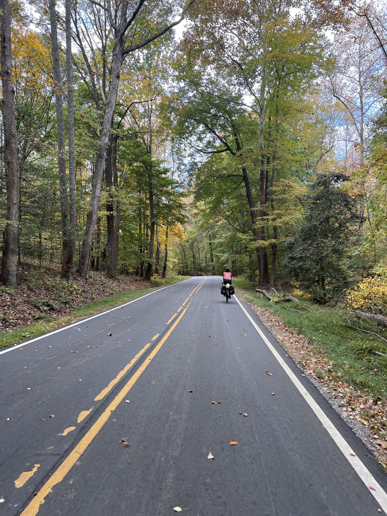 A person cycles away on a paved road through a vibrant autumn forest. - Coulter's Courthouse Café – Lamptie Hill loop from Charles City