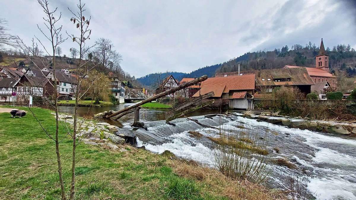 Gamber am Zusammenfluss von Schiltach und Kinzig
