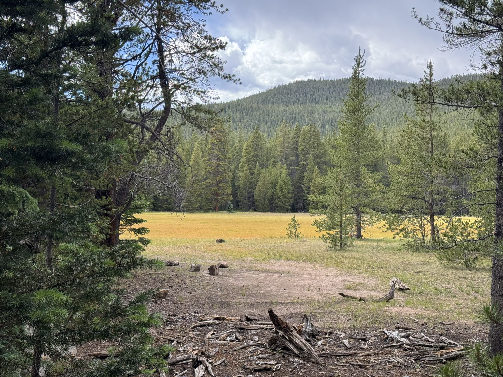 Forest clearing with golden meadow, distant hills, and cloudy sky. - Mount Massive East Slopes Trail