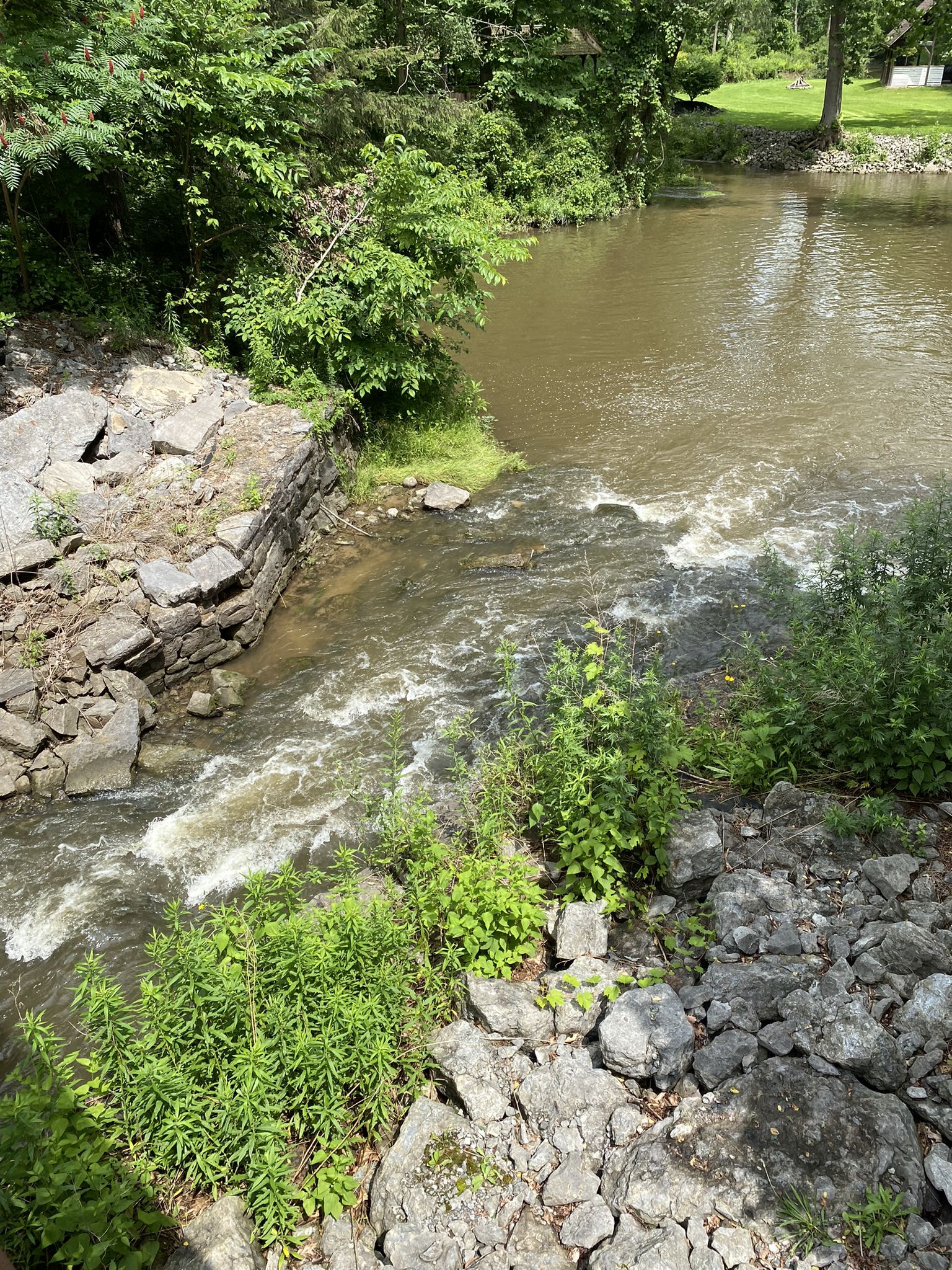 Rushing stream flows over rocks into a calm river on a sunny day. - Auburn Trail