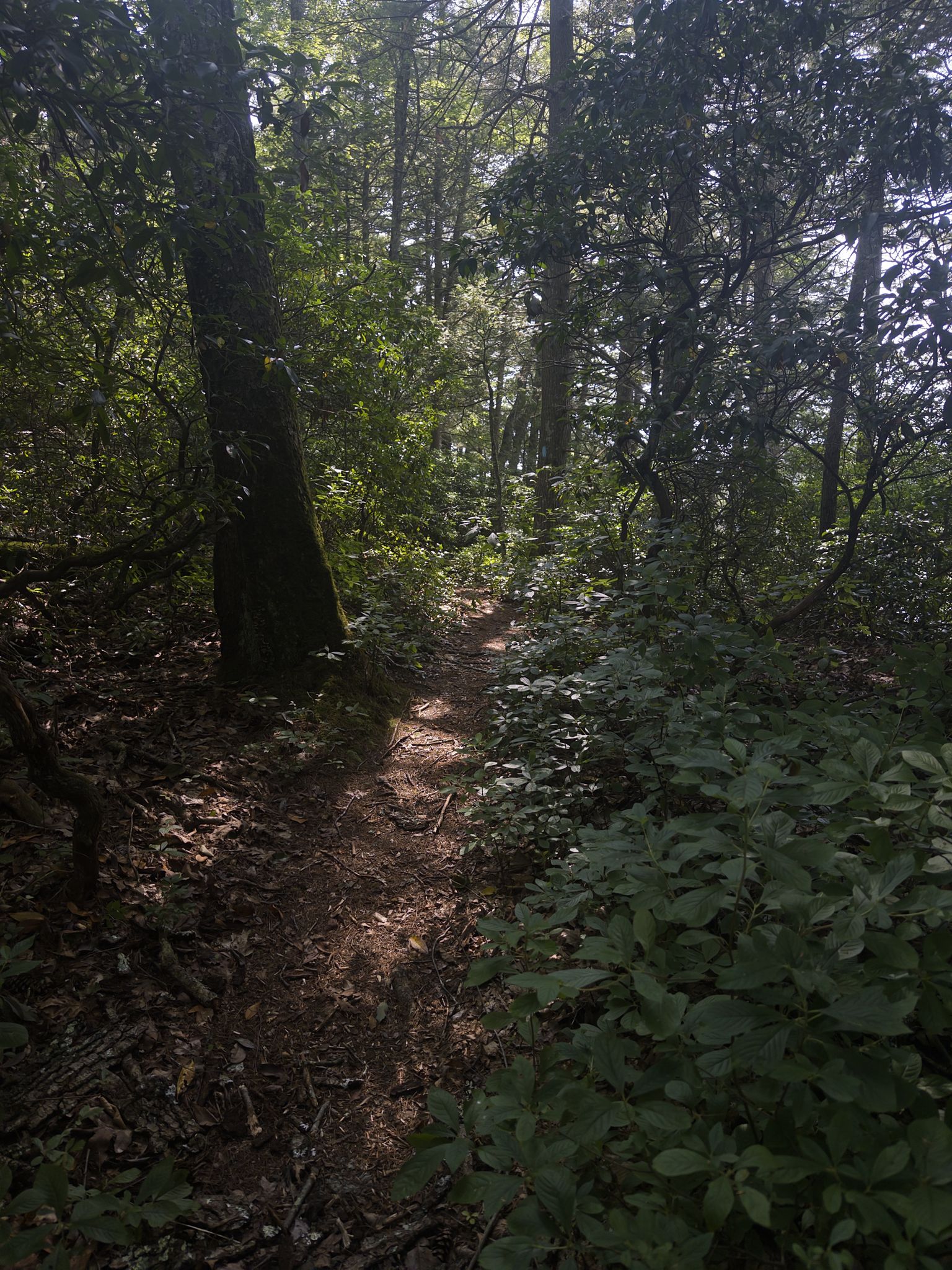 Sunlight dapples a winding dirt path through a dense, green forest. - Ridge and Nipmuck Trail Loop