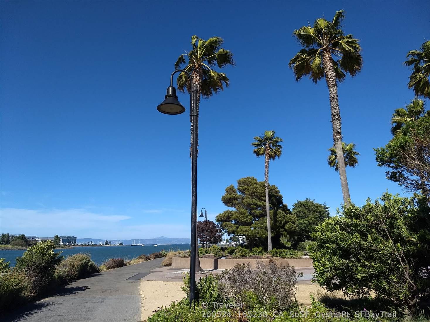 Tall palm trees and a lamppost beside a path overlooking distant water. - Oyster Point Fishing Pier – Point San Bruno Park loop from Oyster Point Marina Park