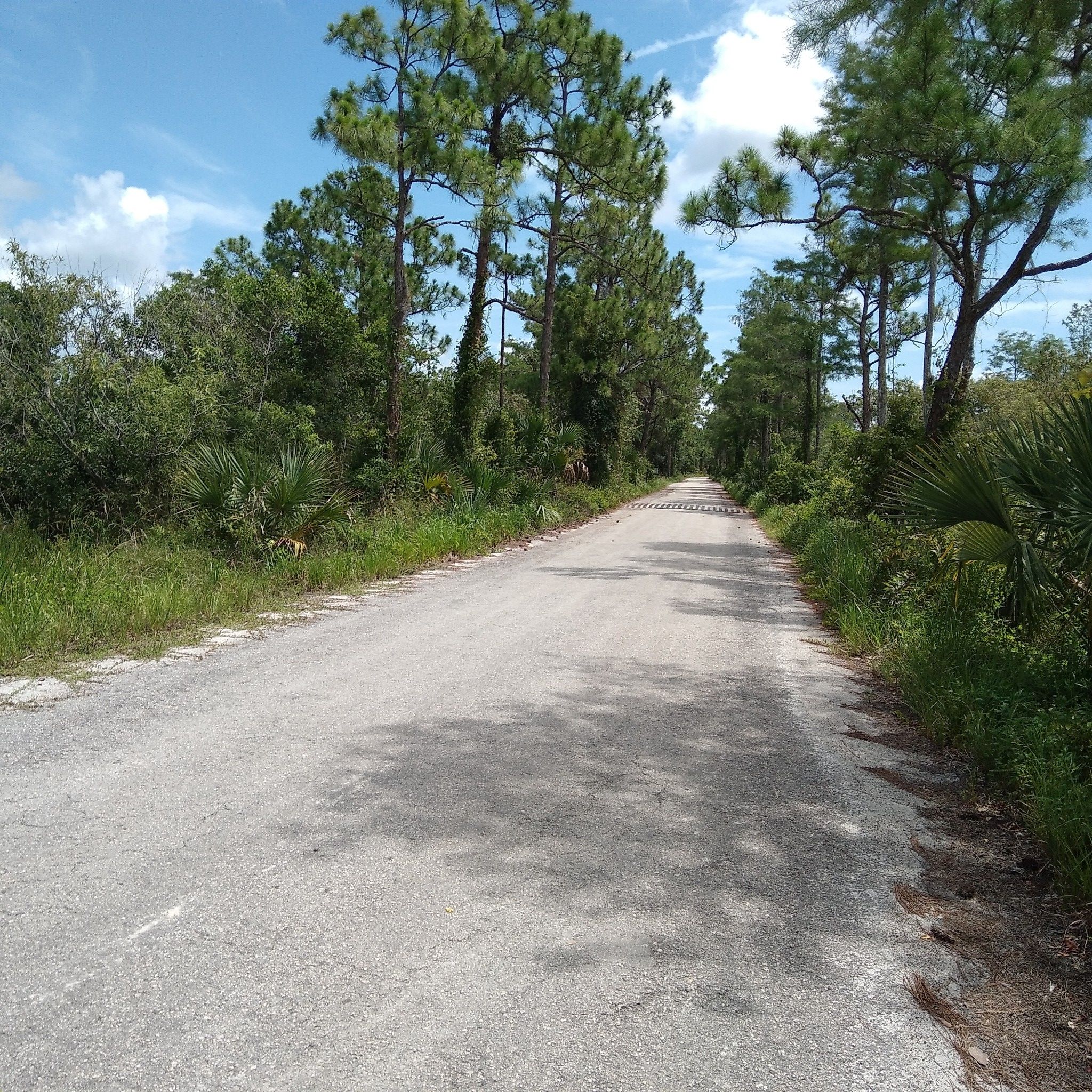 A long dirt road through a forest, with a distant barrier under bright sky. - Stumpers Grade, South Grade, North Grade Roads