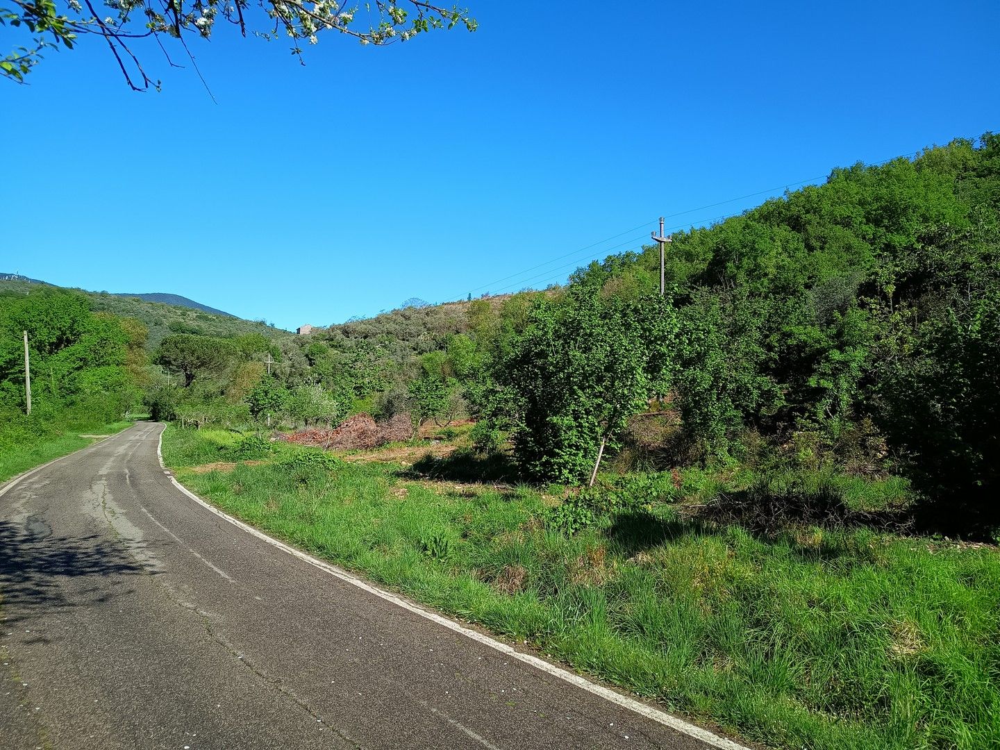 Strada immersa nel verde tra Monte Appiolo e zona Madonna del Latte.
