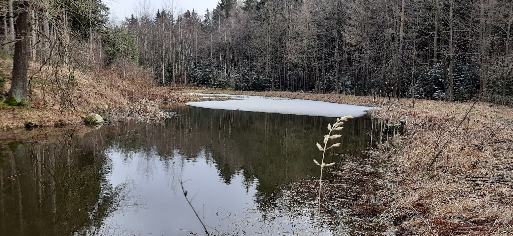 stiller Waldsee