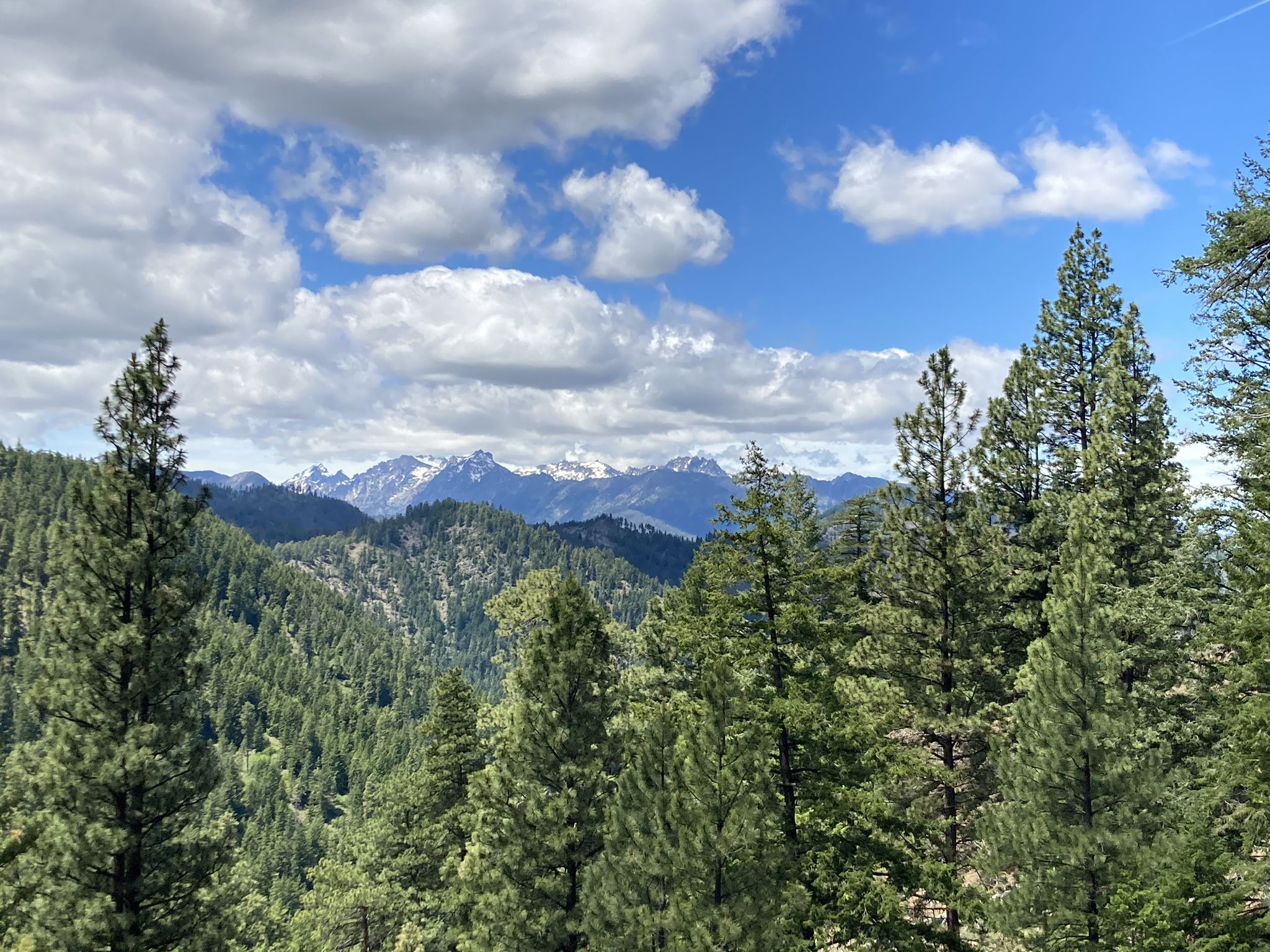 Tall pine trees frame distant snow-capped mountains under a bright, cloudy sky. - Red Devil - Red Hill Loop