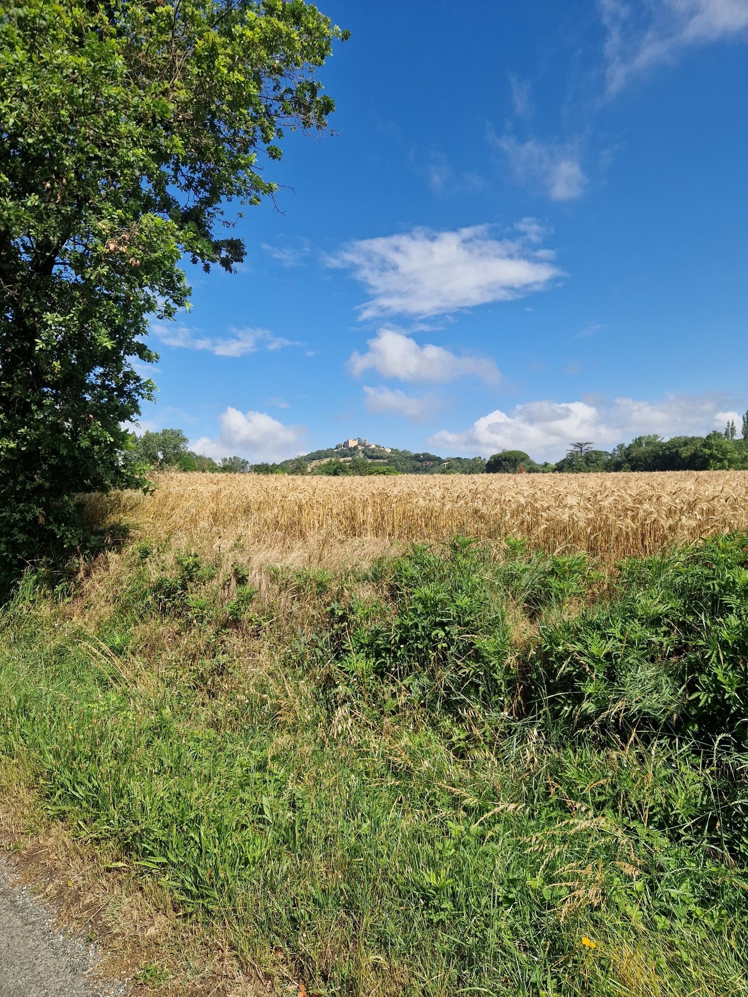 Dans le Lauragais, champ d'orge et village de Montgey