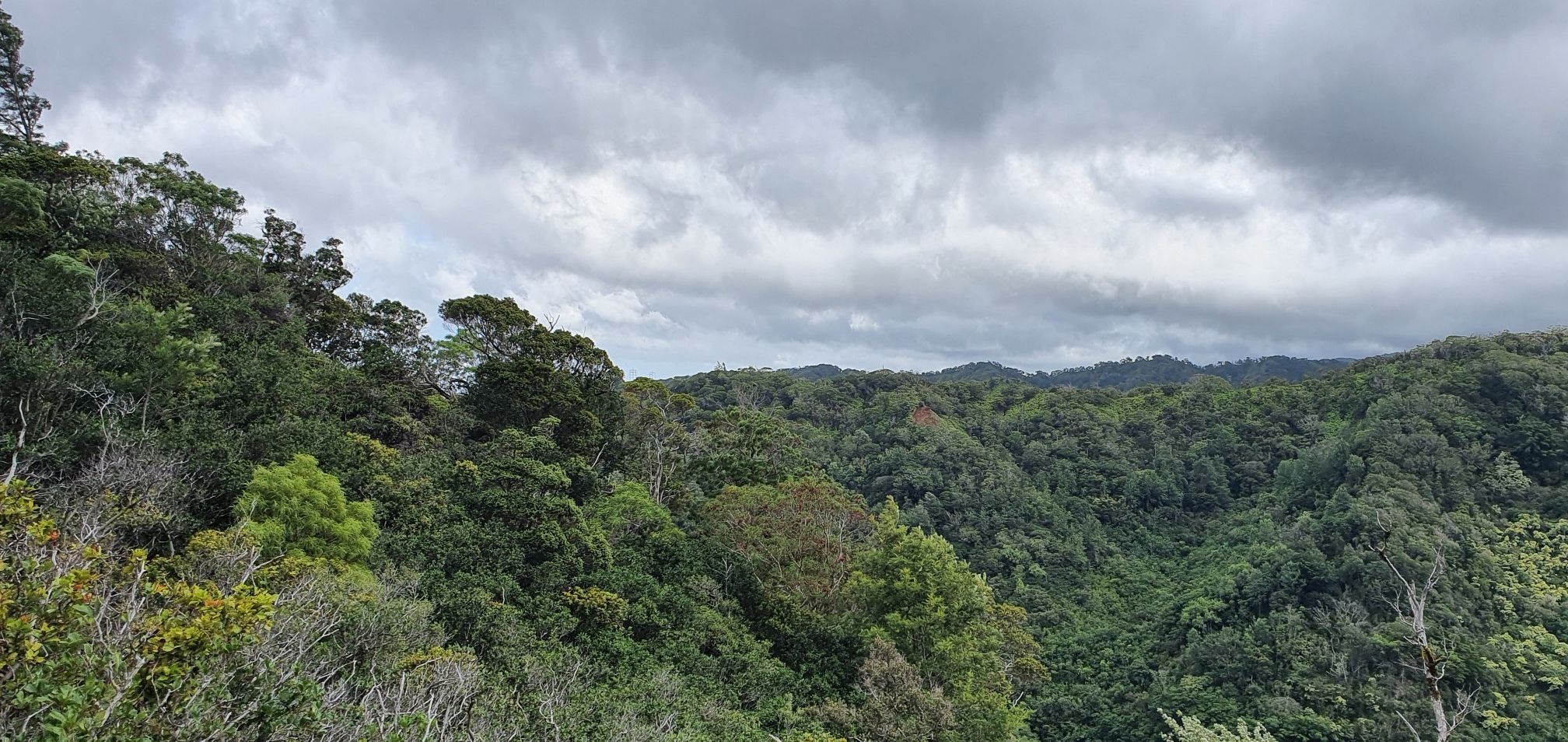 Dense green forest covering rolling hills under a dramatic cloudy sky. - ʻAiea Loop Trailhead – Viewpoint along ʻAiea Loop Trail loop from Marine Corps Base Camp Smith