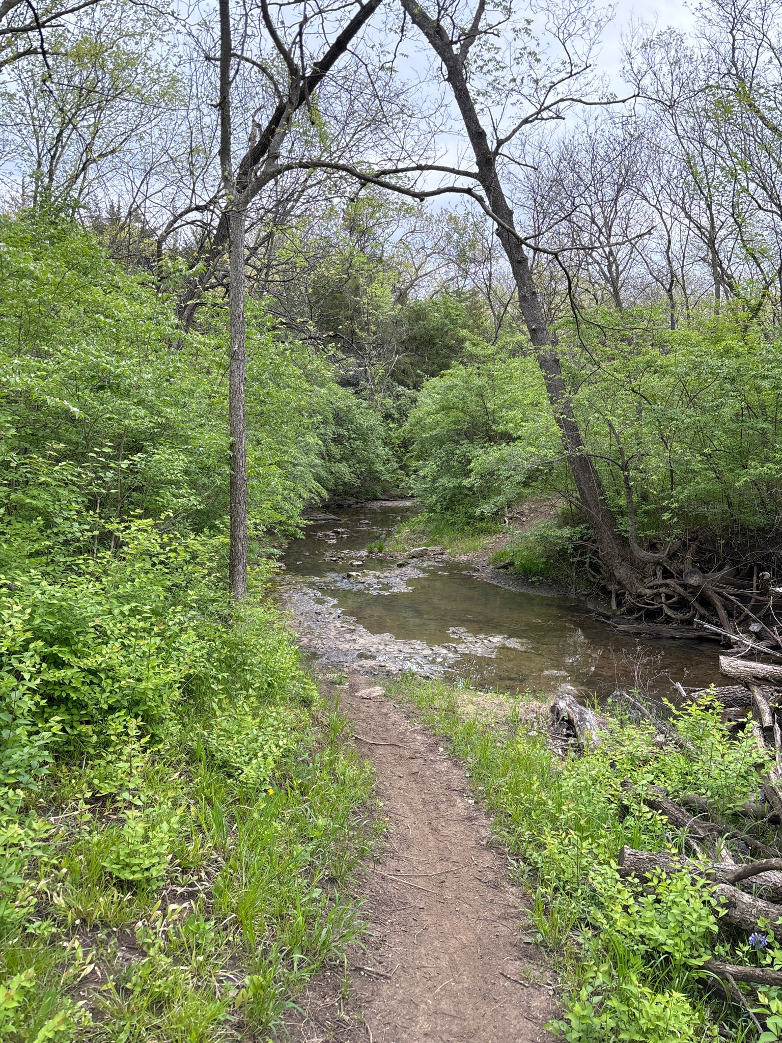 Dirt path leading to a shallow, rocky stream surrounded by dense green foliage. - Eight Track Trailhead – How did 8 Track get its name? loop from Beach Parking